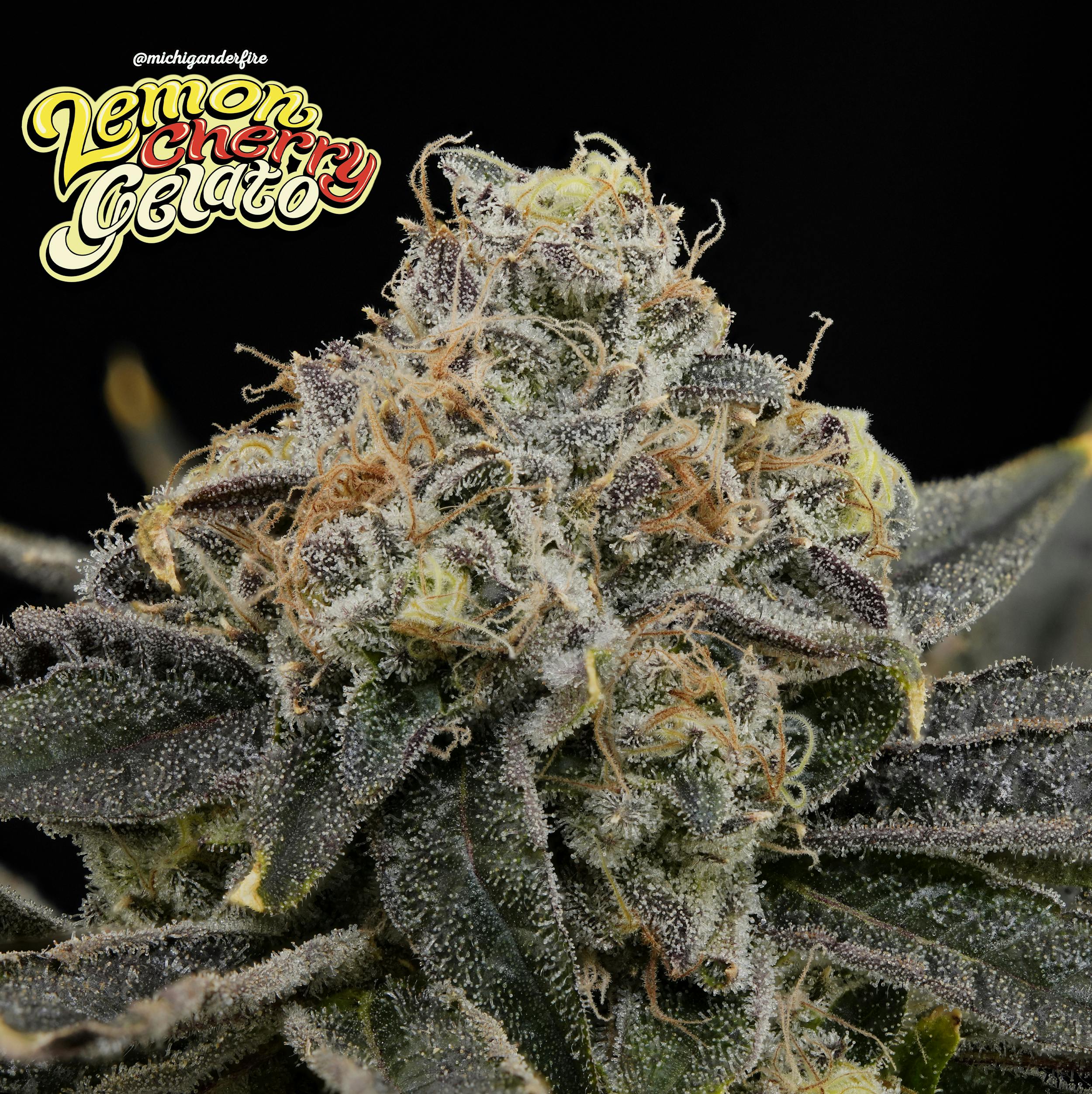 Michigander Fire - Lemon Cherry Gelato - image 3