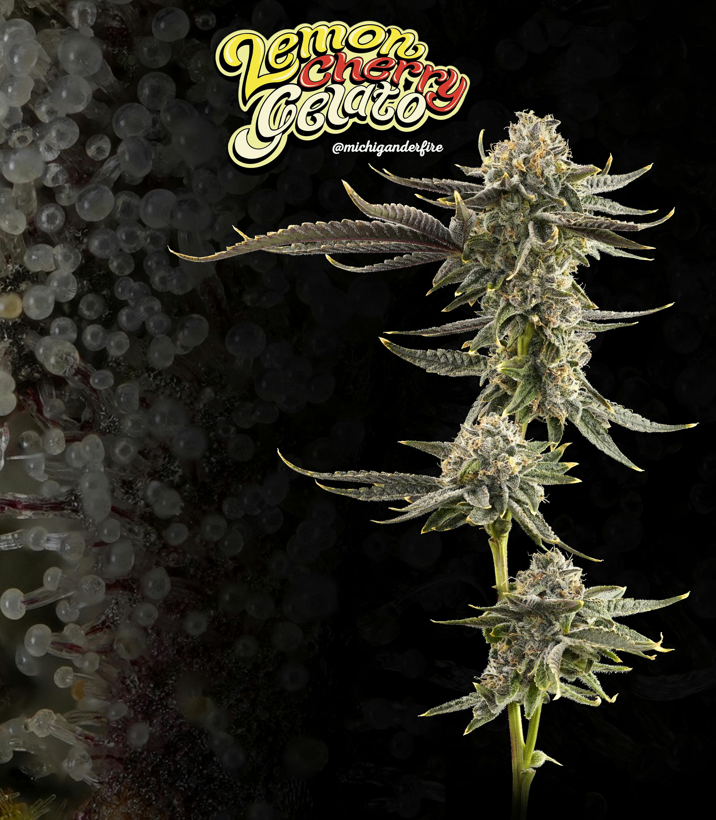 Michigander Fire - Lemon Cherry Gelato - image 2