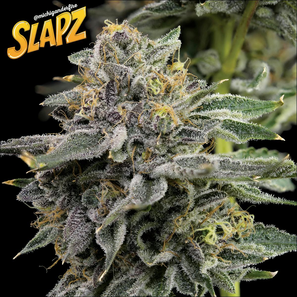 Michigander Fire - Slapz - image 3