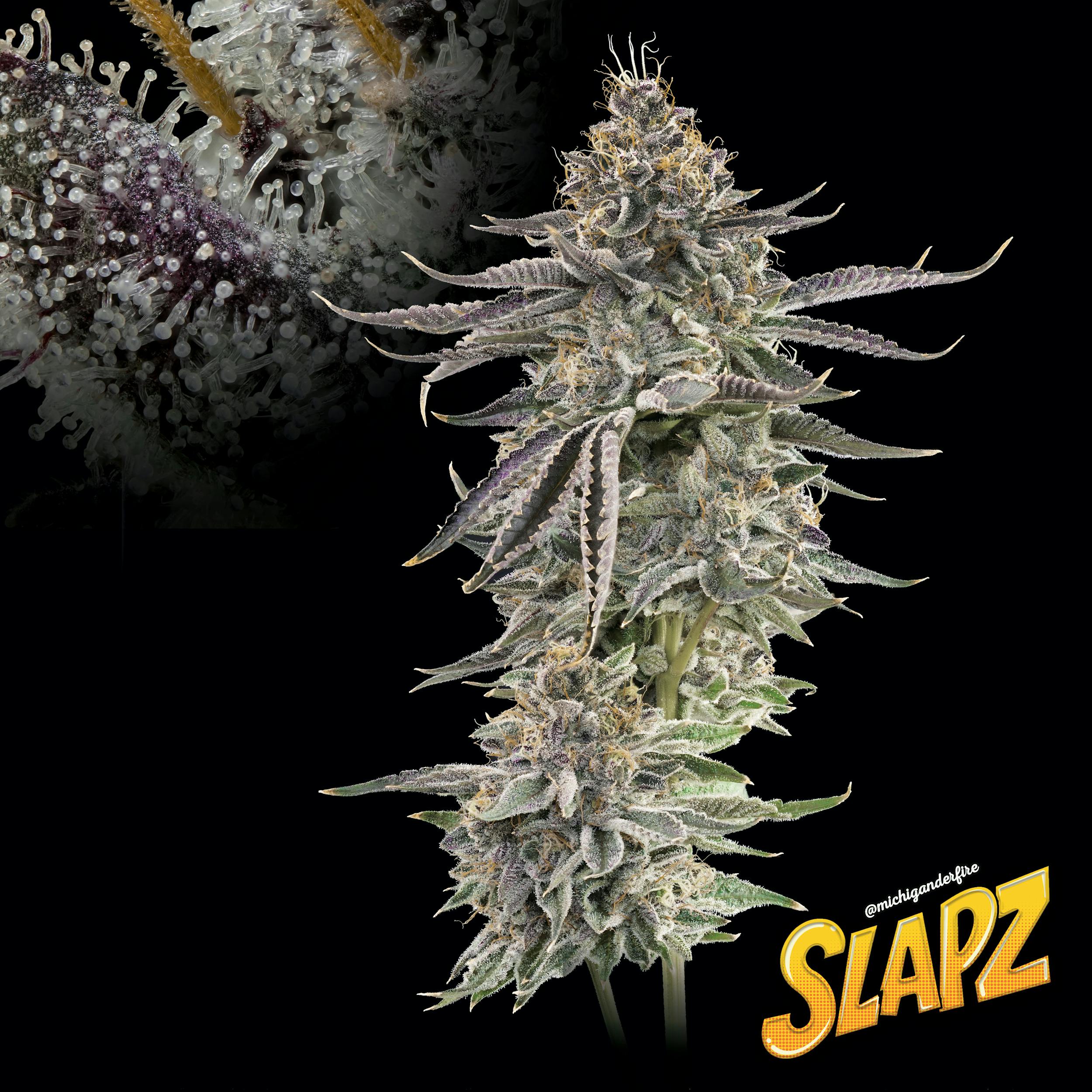Michigander Fire - Slapz - image 2