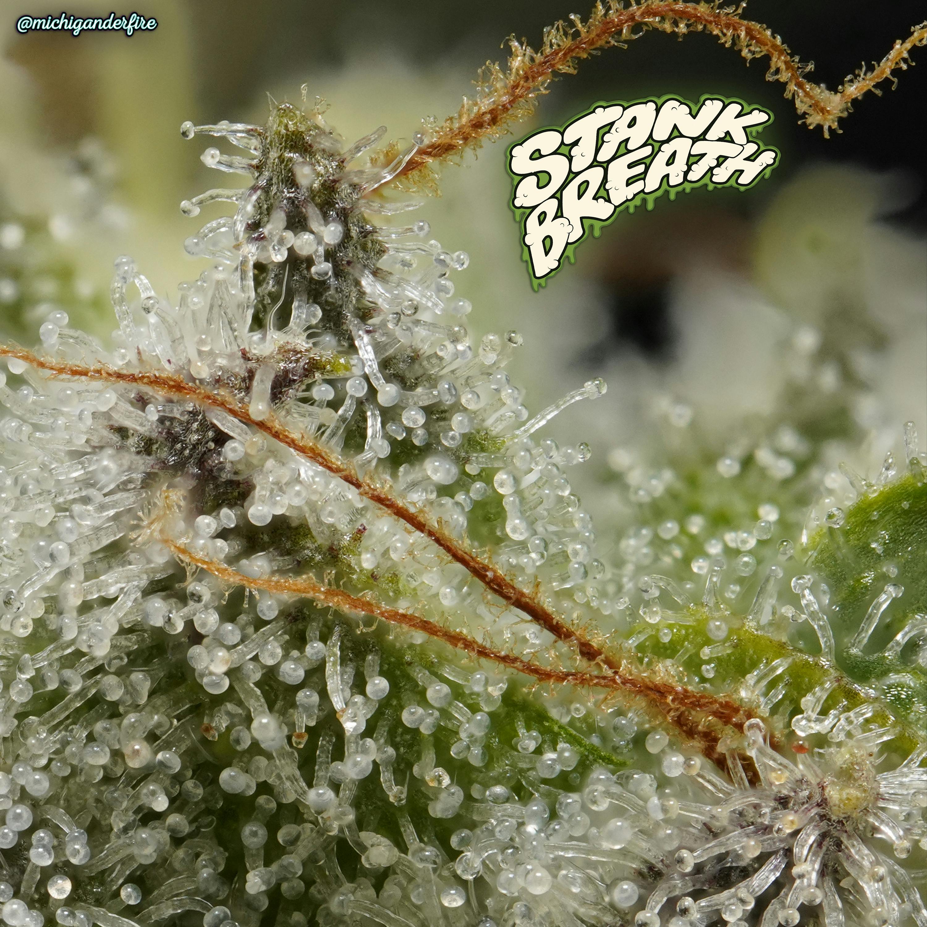 Michigander Fire - Stank Breath - image 4