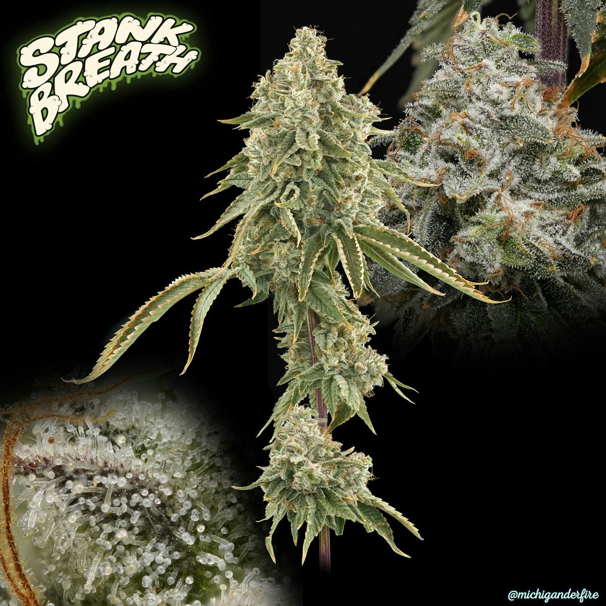 Michigander Fire - Stank Breath - image 2