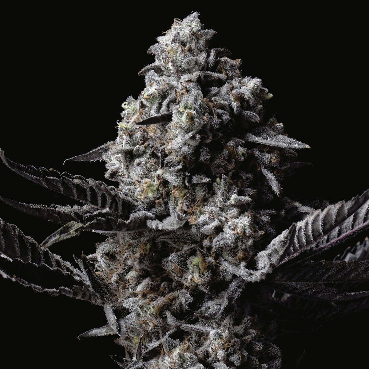 Lemon Drop 1g - image 1