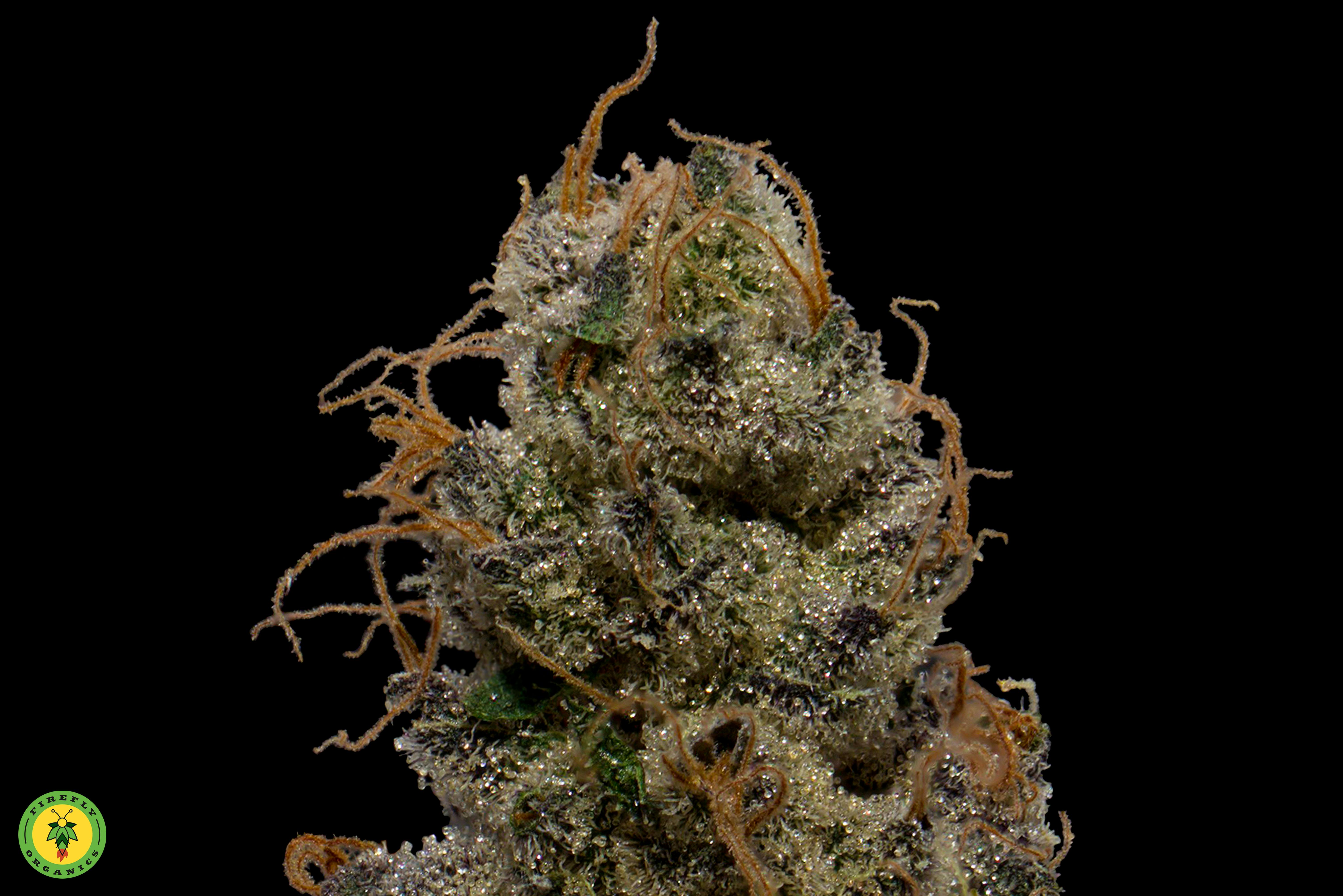 Purple Marmalade - image 2