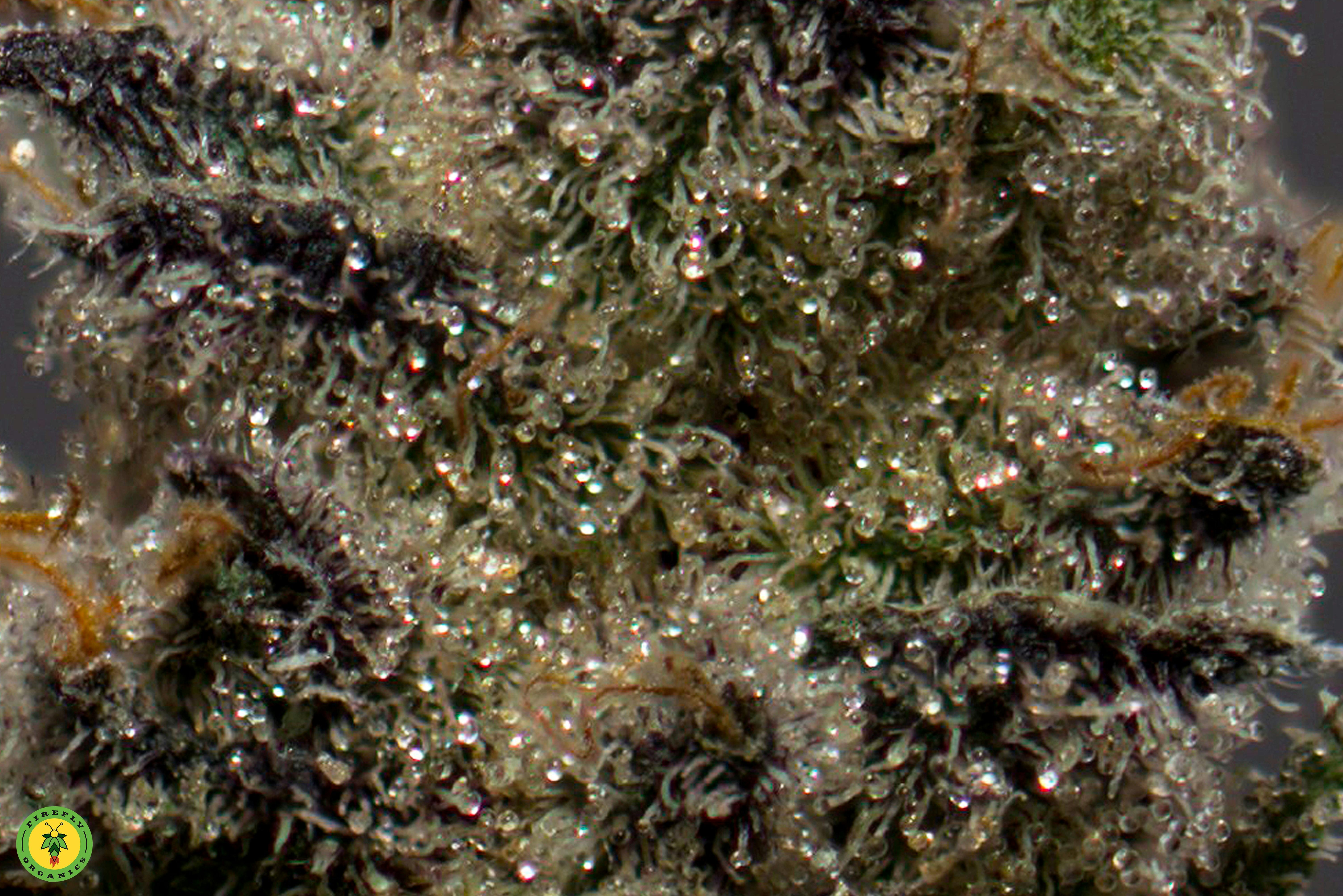 Purple Marmalade - image 4