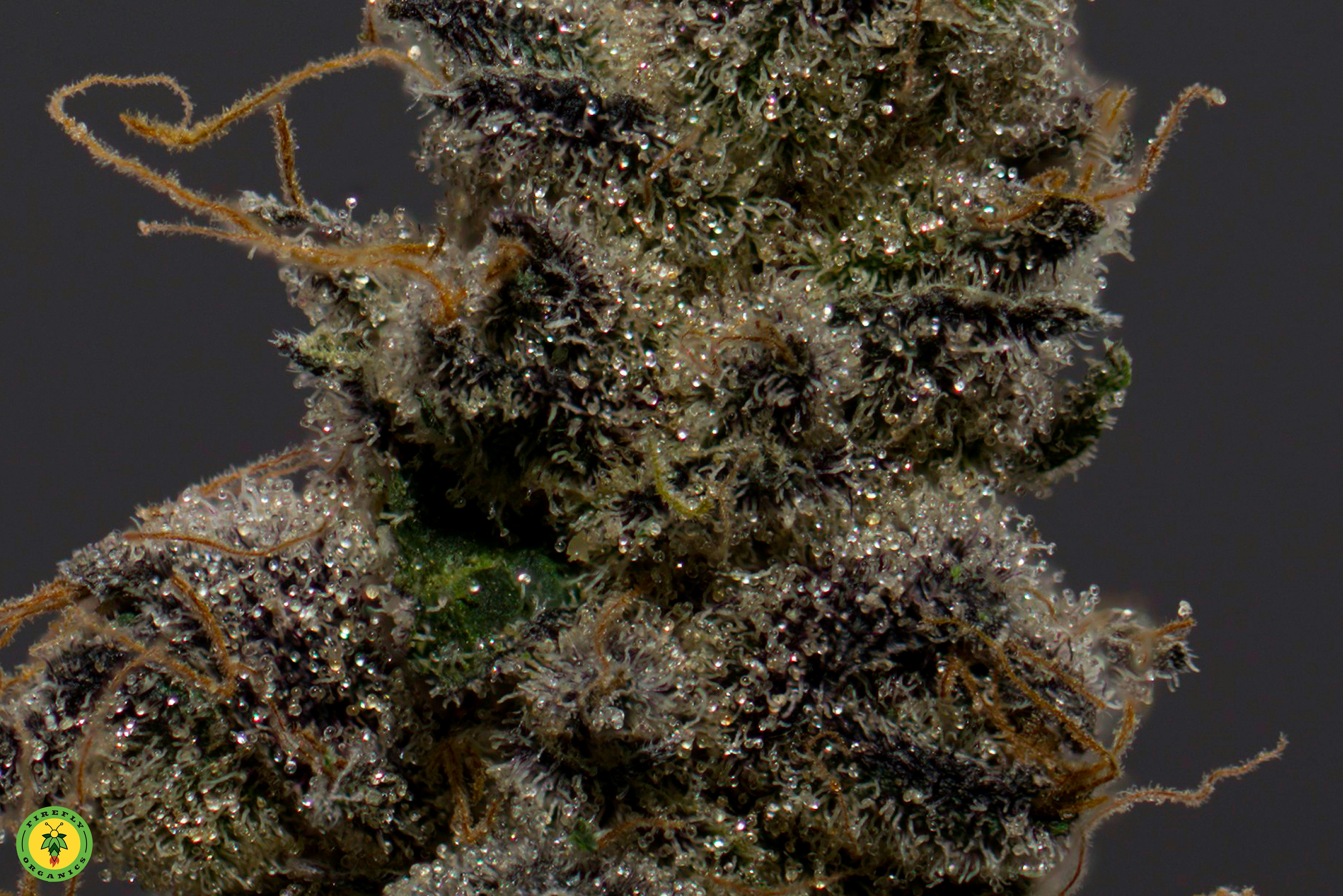 Purple Marmalade - image 3