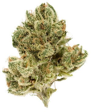 Fruit Tart Flower | 3.5g - image 2