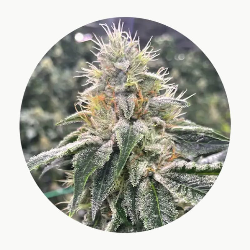 TruFlower 3.5G - CON - image 1