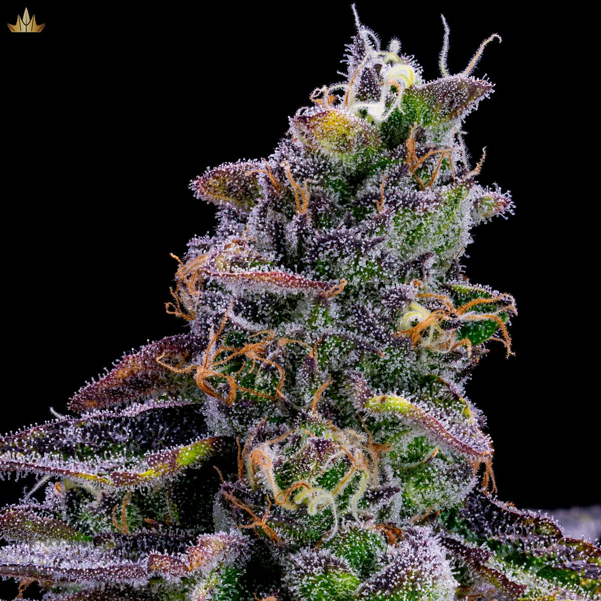 Pyxy Styx - image 1