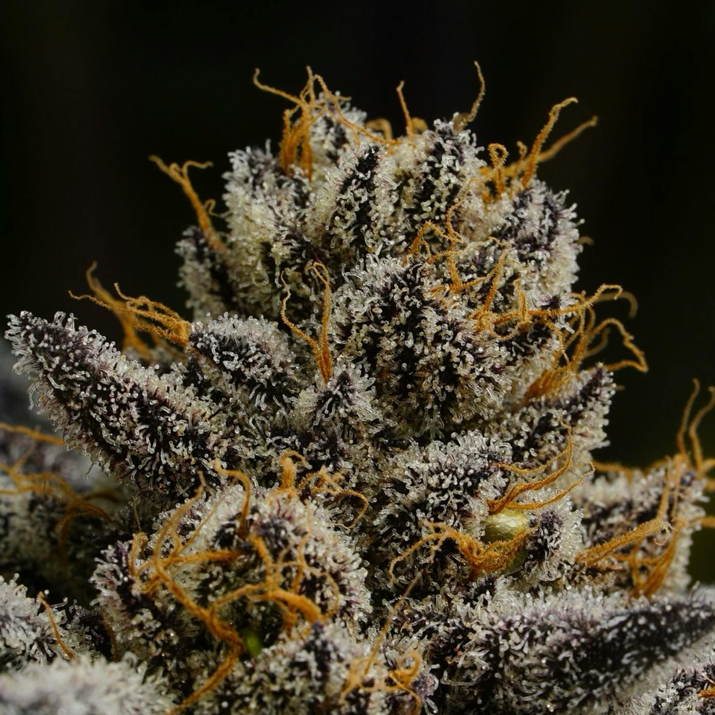 Grape Junky Flower 14g - image 2