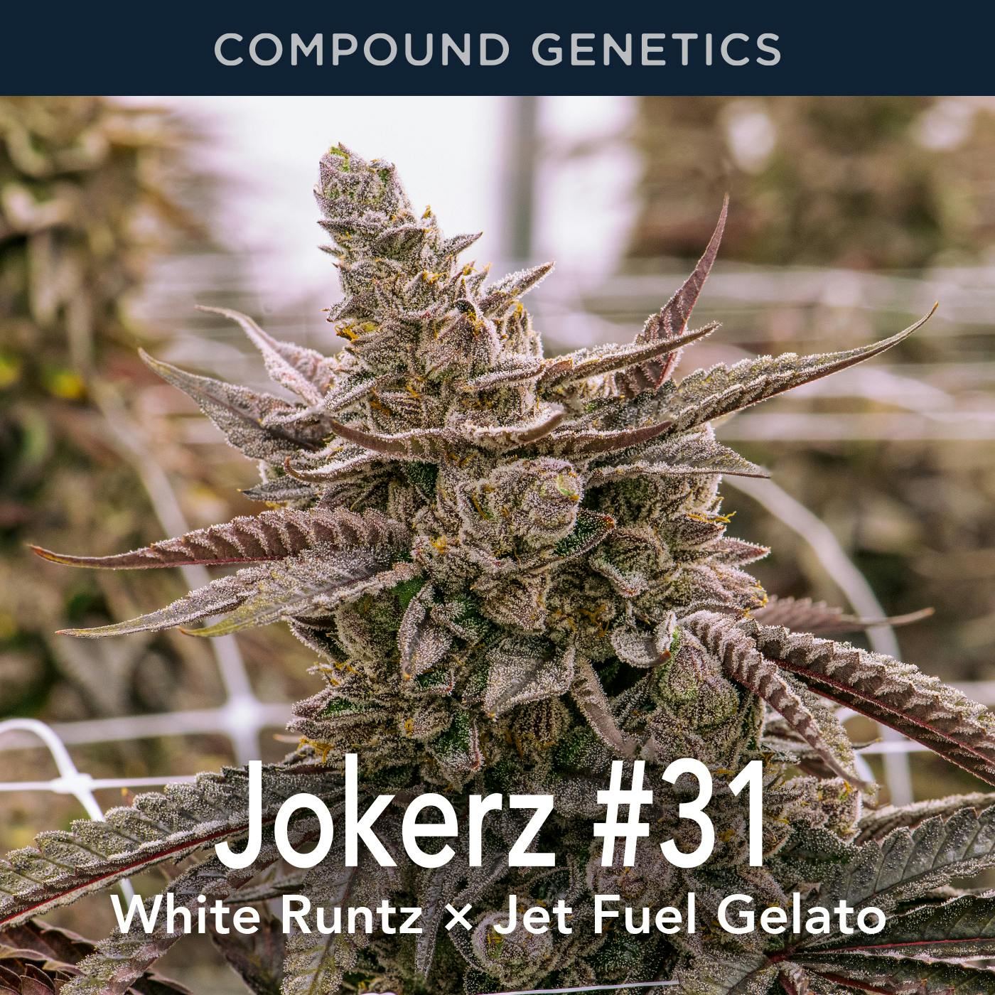 Jokerz #31 Flower 3.5g - image 3