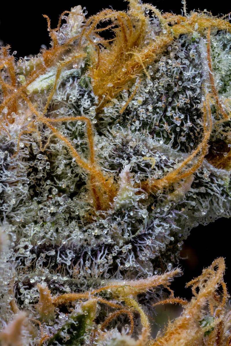Crunch Berries Pre-Pack | 3.5g - image 4
