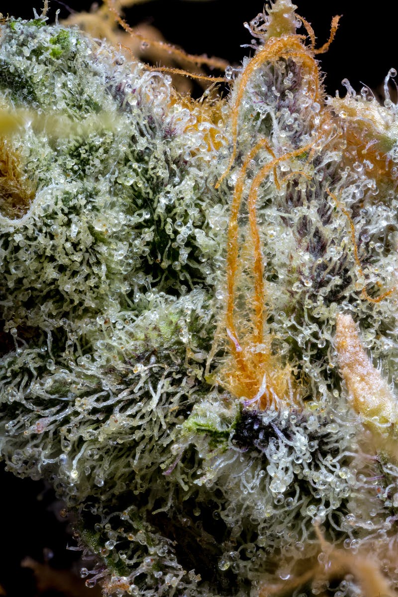 Crunch Berries Pre-Pack | 3.5g - image 3