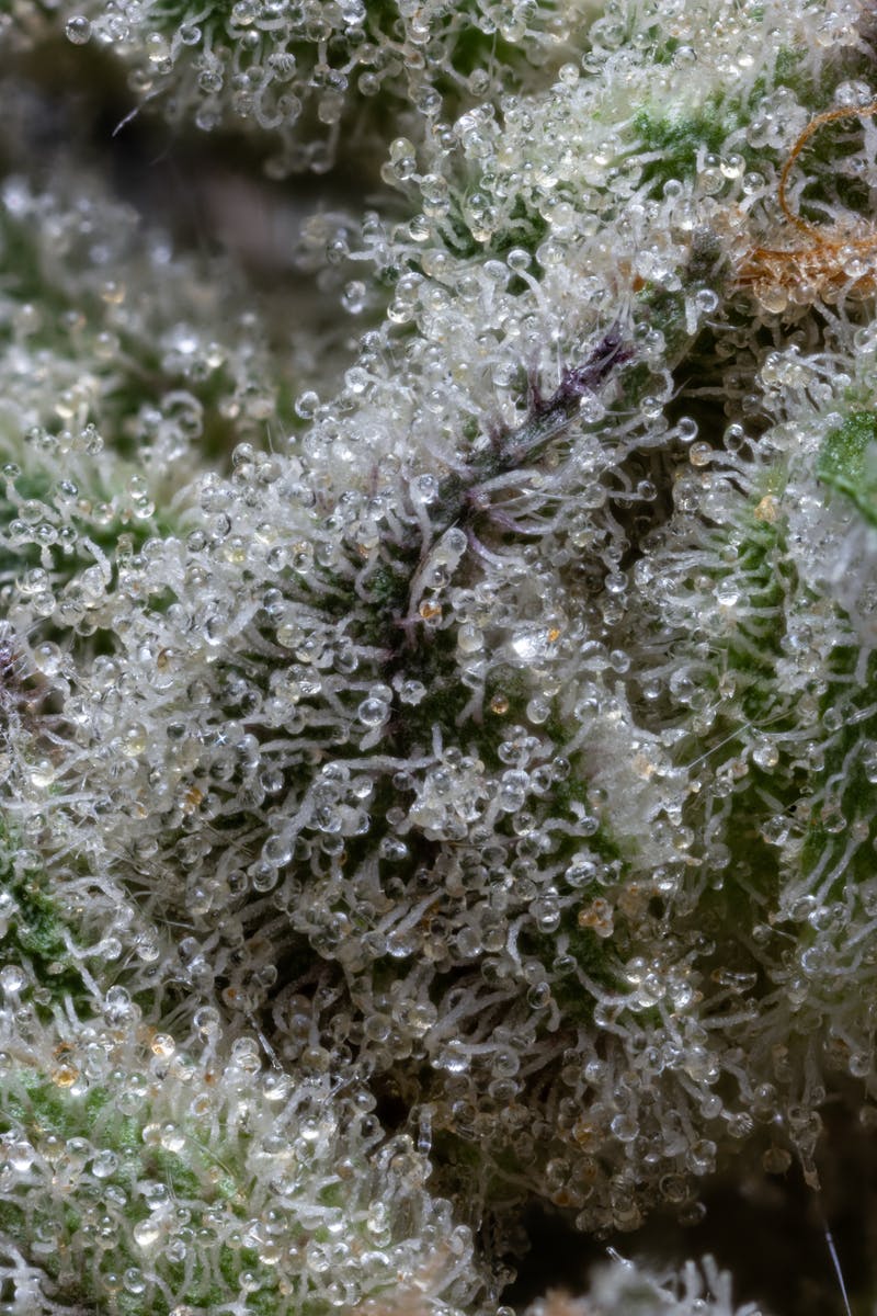 Don Mega Pre-Pack | 3.5g - image 5