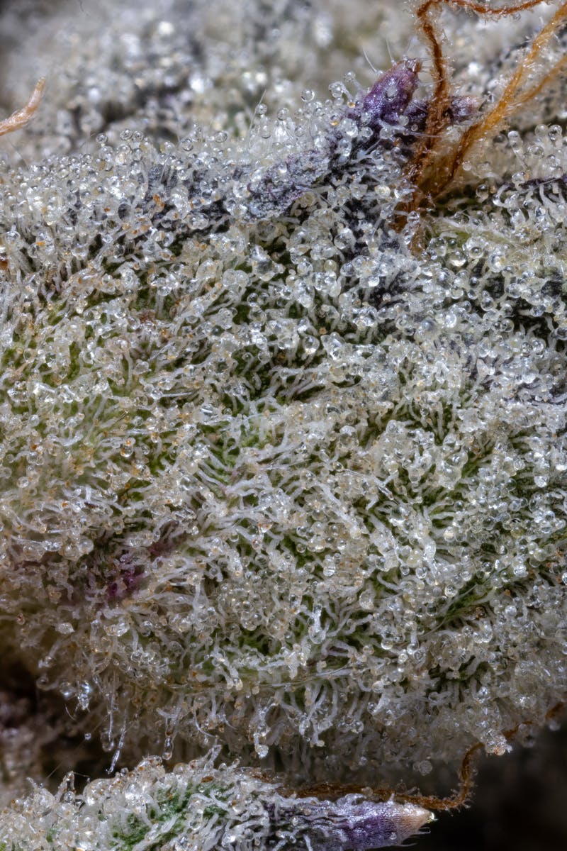 Don Mega Pre-Pack | 3.5g - image 4