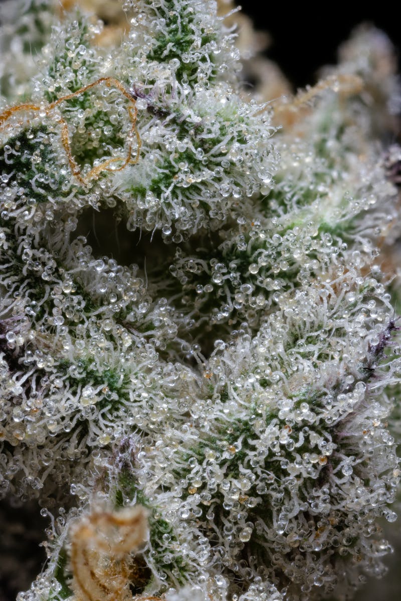 Don Mega Pre-Pack | 3.5g - image 3