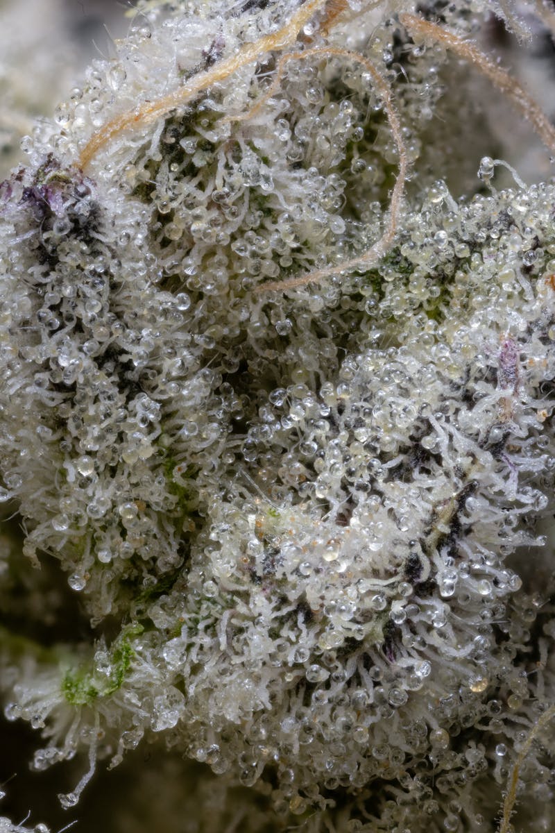 Secret Formula Pre-Pack | 3.5g - image 6