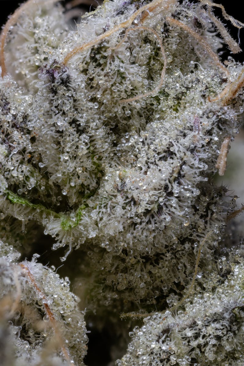 Secret Formula Pre-Pack | 3.5g - image 5