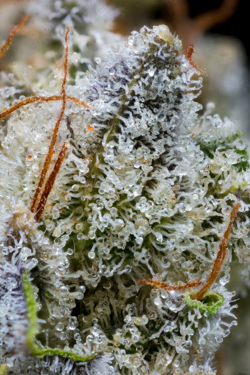 Outlaw Glue - image 6