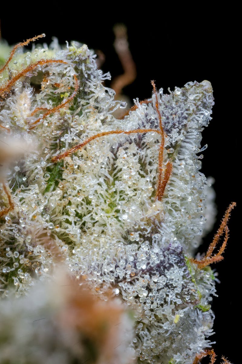 Outlaw Glue Pre-Pack | 3.5g - image 5