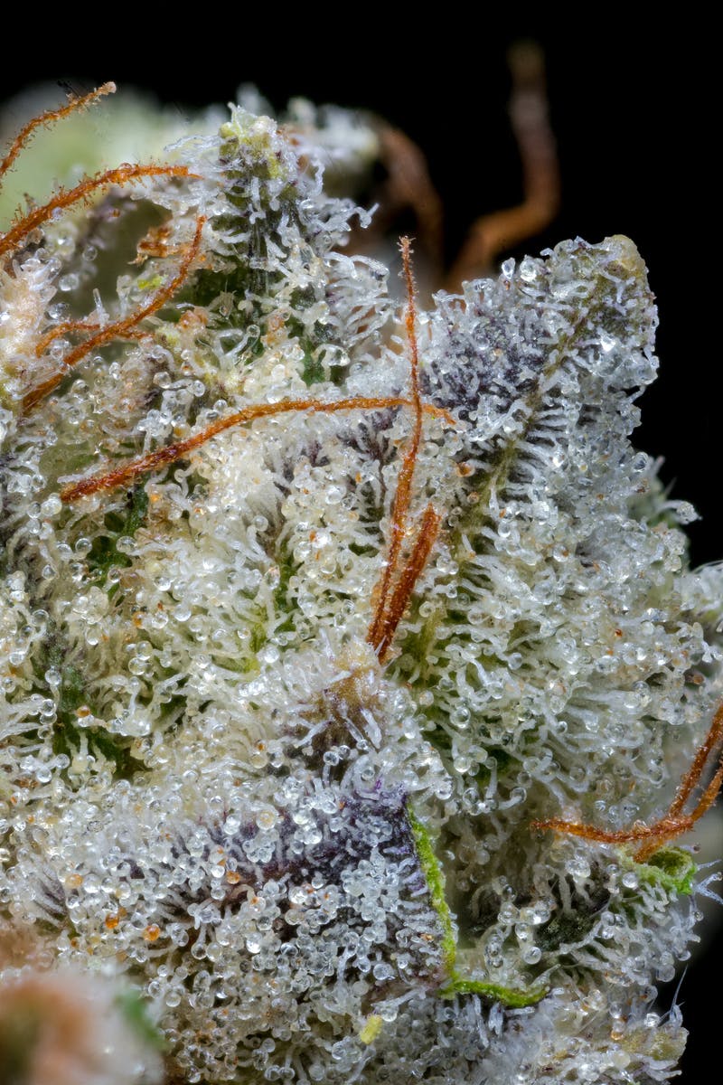 Outlaw Glue Pre-Pack | 3.5g - image 3