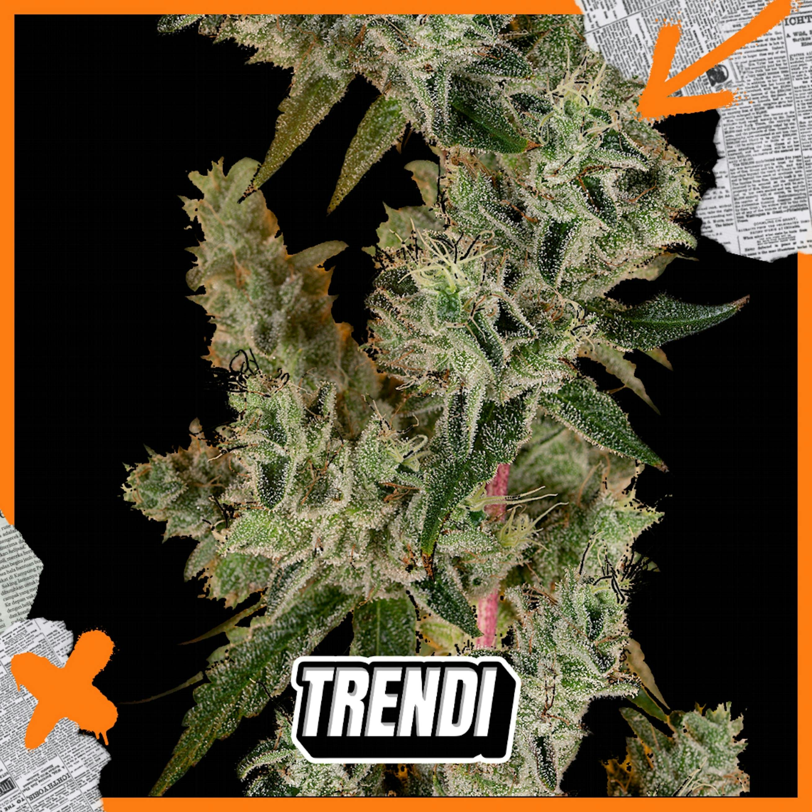 HR Banana OG Prepack | 3.5g - image 1