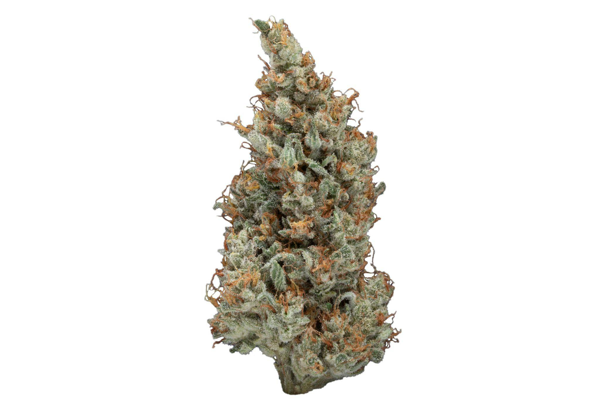 OC Skunk - image 1