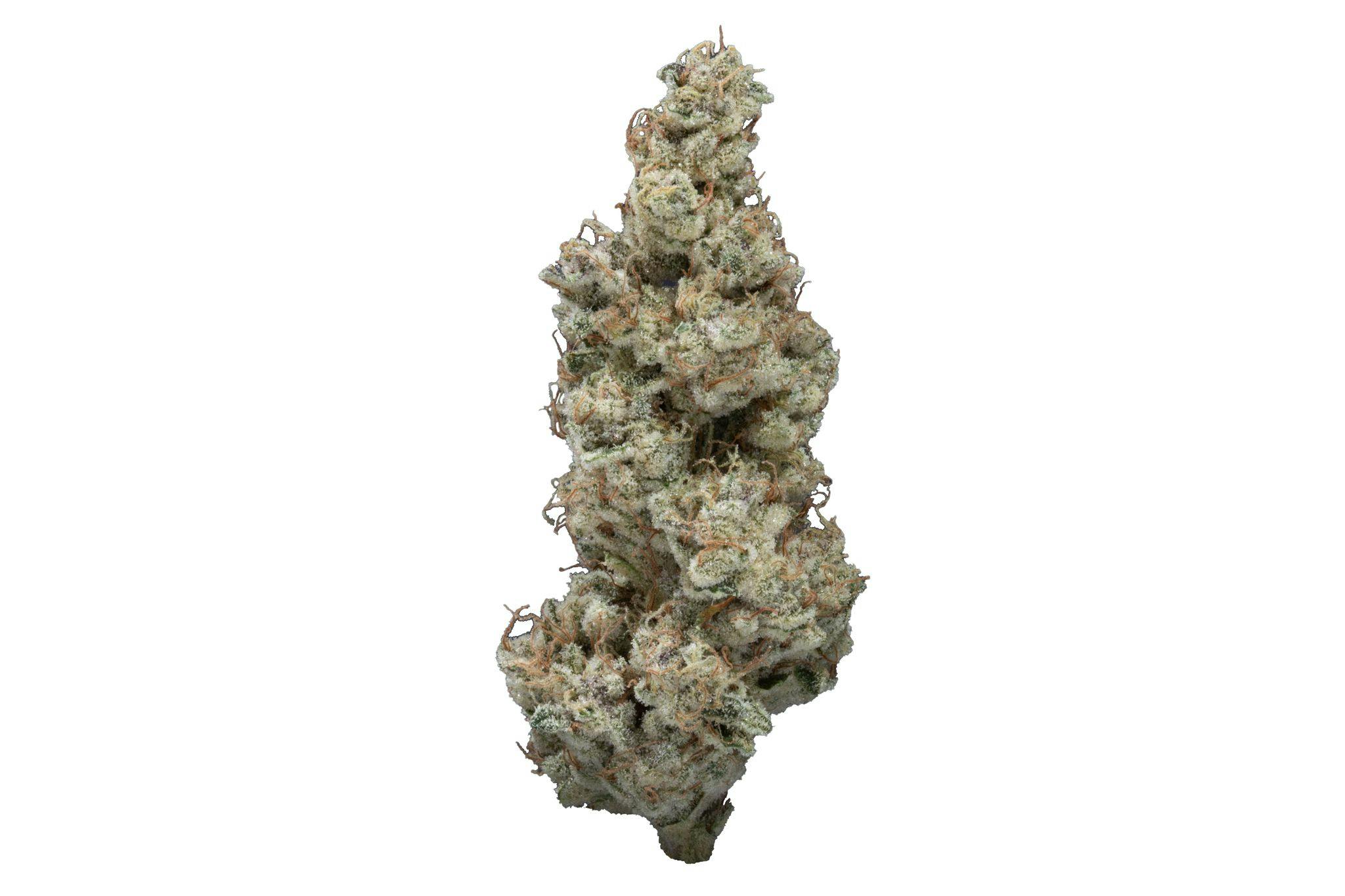 Pitted Cherry - image 1