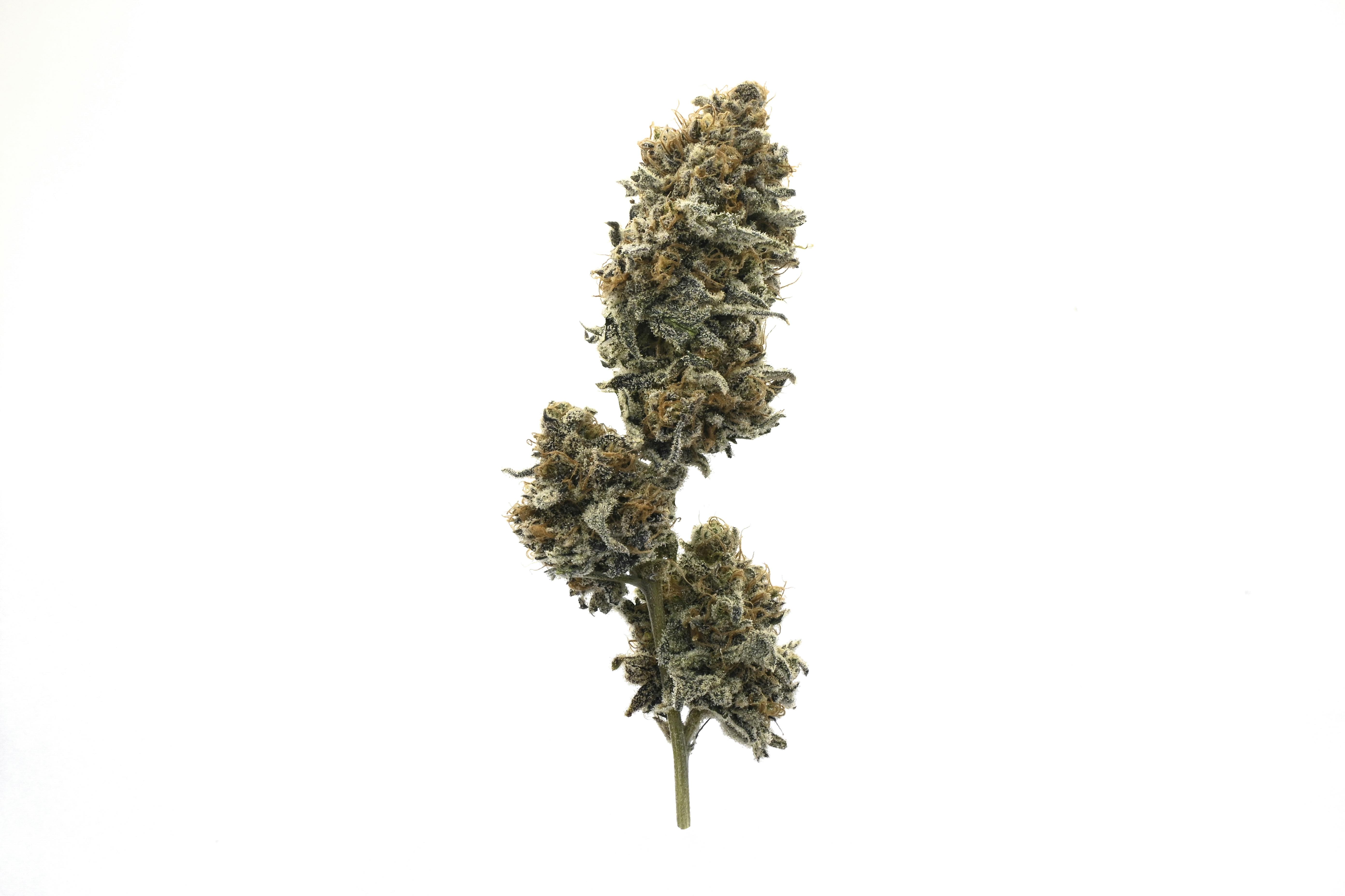 Cookies N Cream - image 1