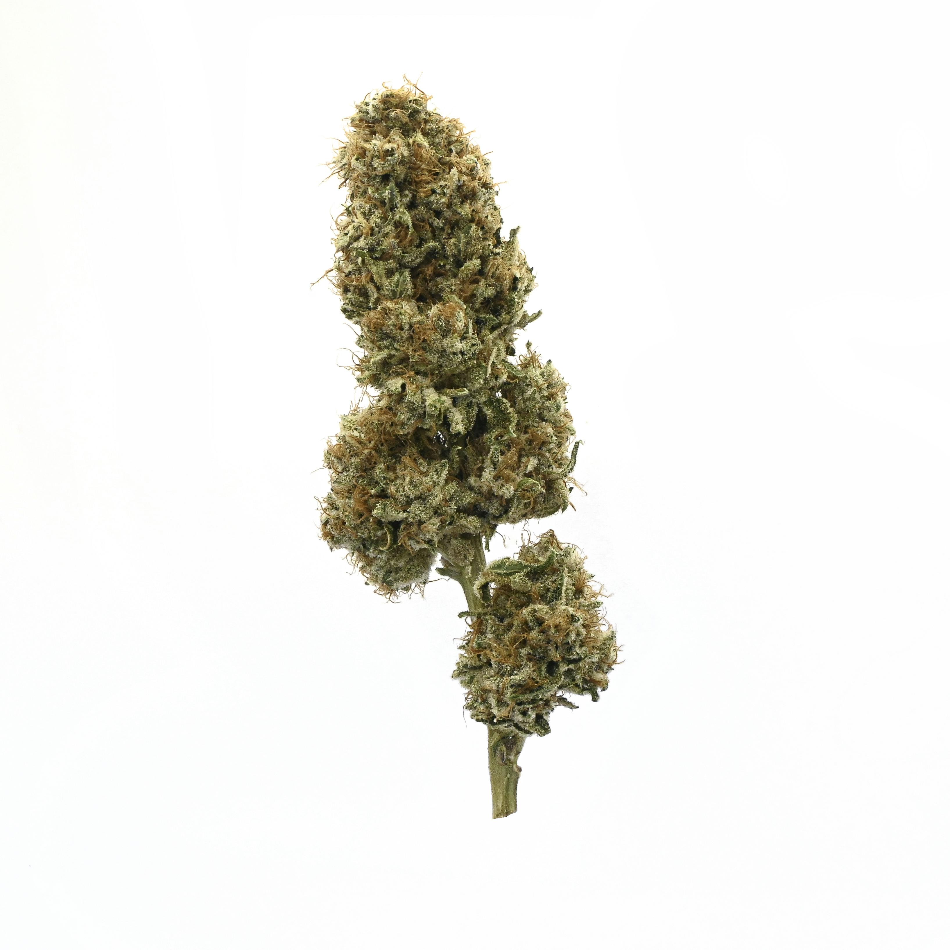 Purple Glue - image 1
