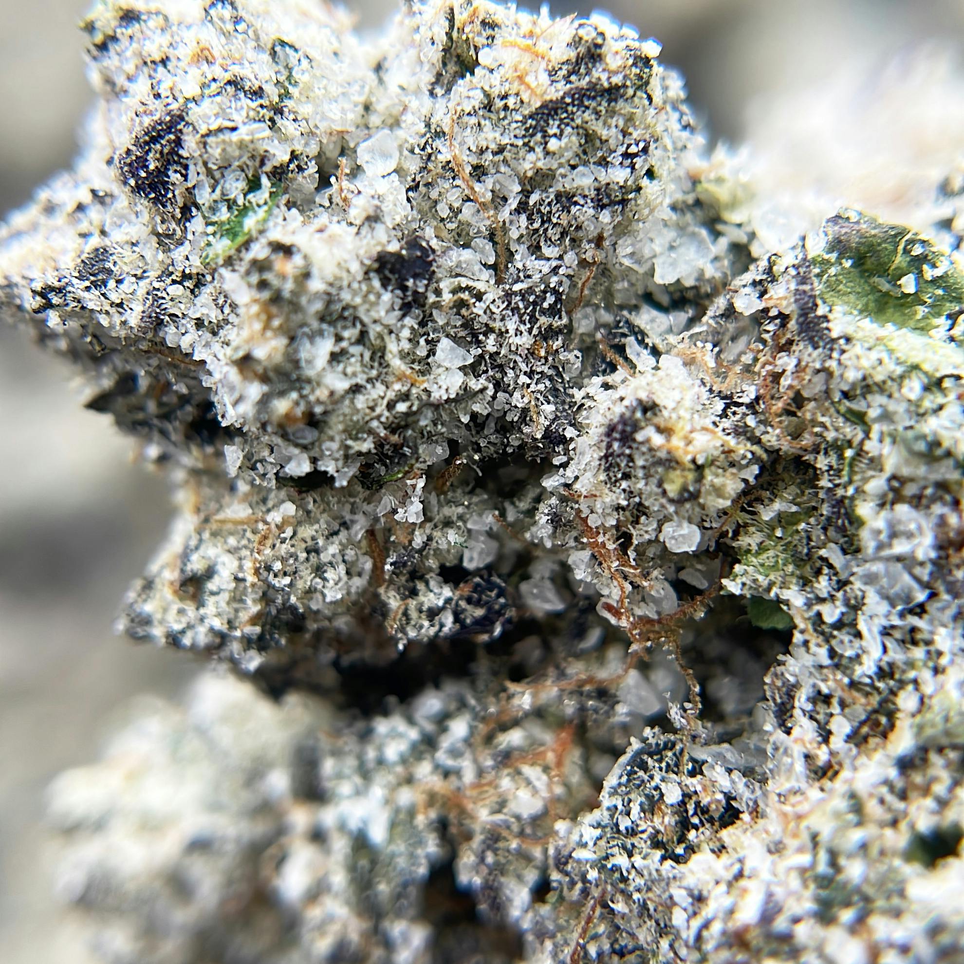 BLACK PEARL - Diamond Coated Indoor Flower - Purple Slushie - 3.5g | 1/8oz - image 4