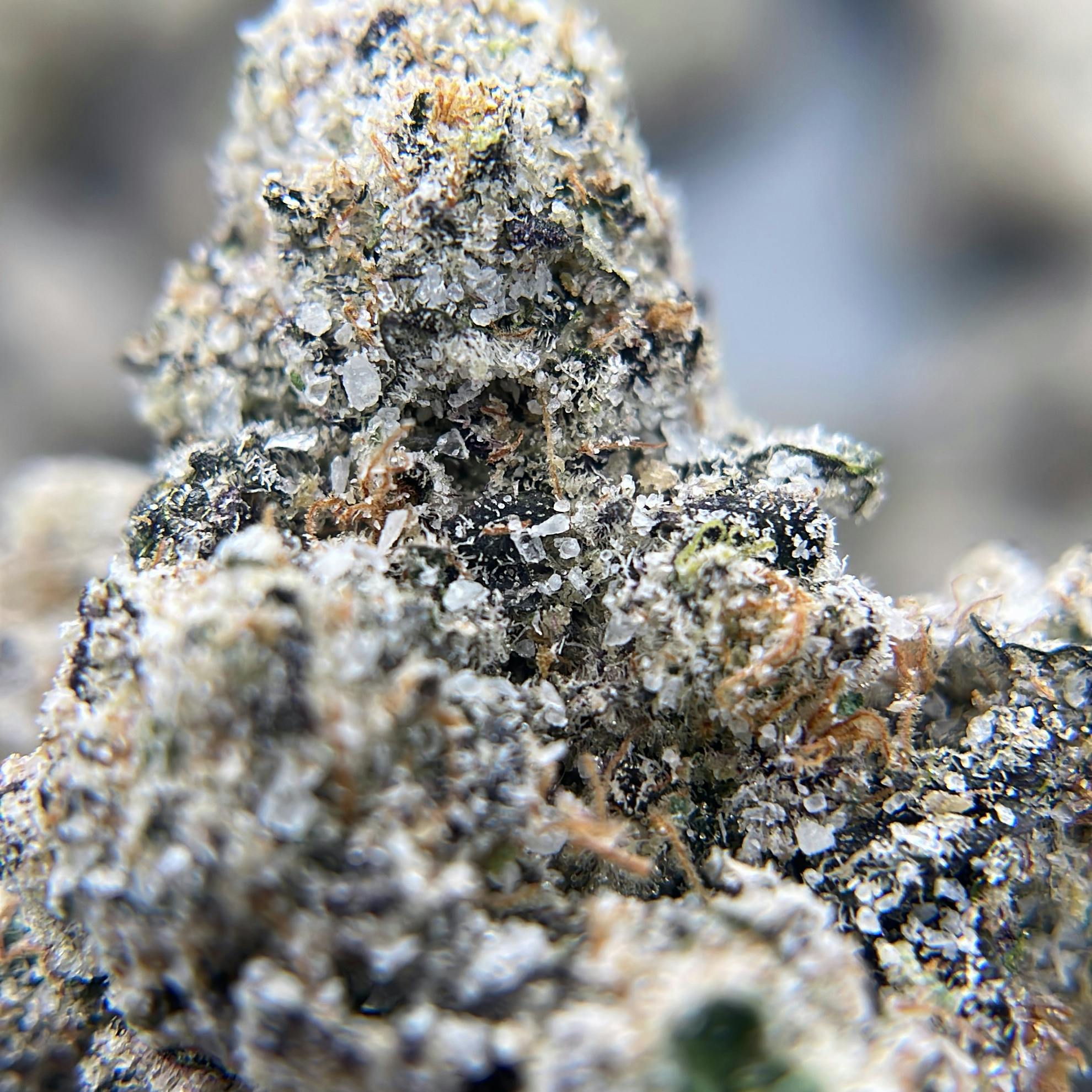 BLACK PEARL - Diamond Coated Indoor Flower - Purple Slushie - 3.5g | 1/8oz - image 3