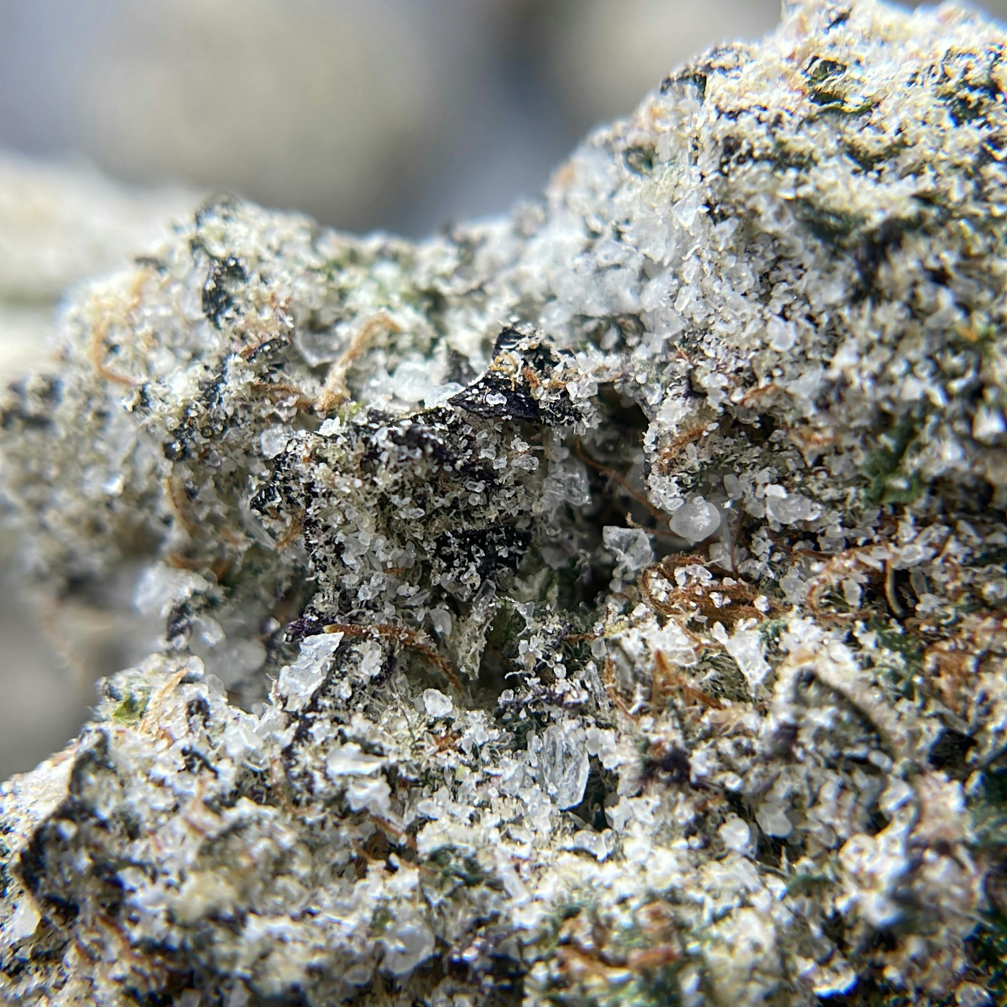 BLACK PEARL - Diamond Coated Indoor Flower - Purple Slushie - 3.5g | 1/8oz - image 2