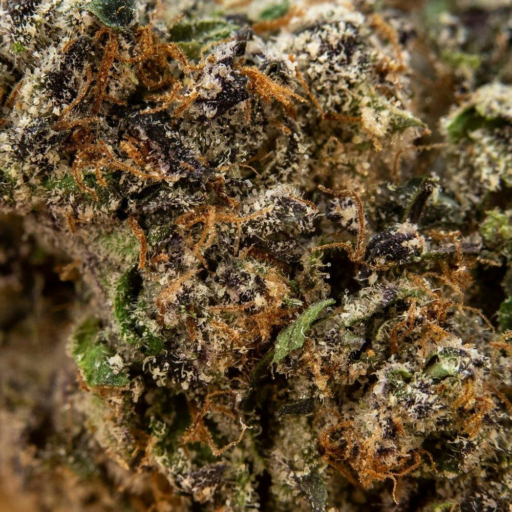 ThatGas | Gummy Runtz - 5 X 0.5 Prerolls - image 3