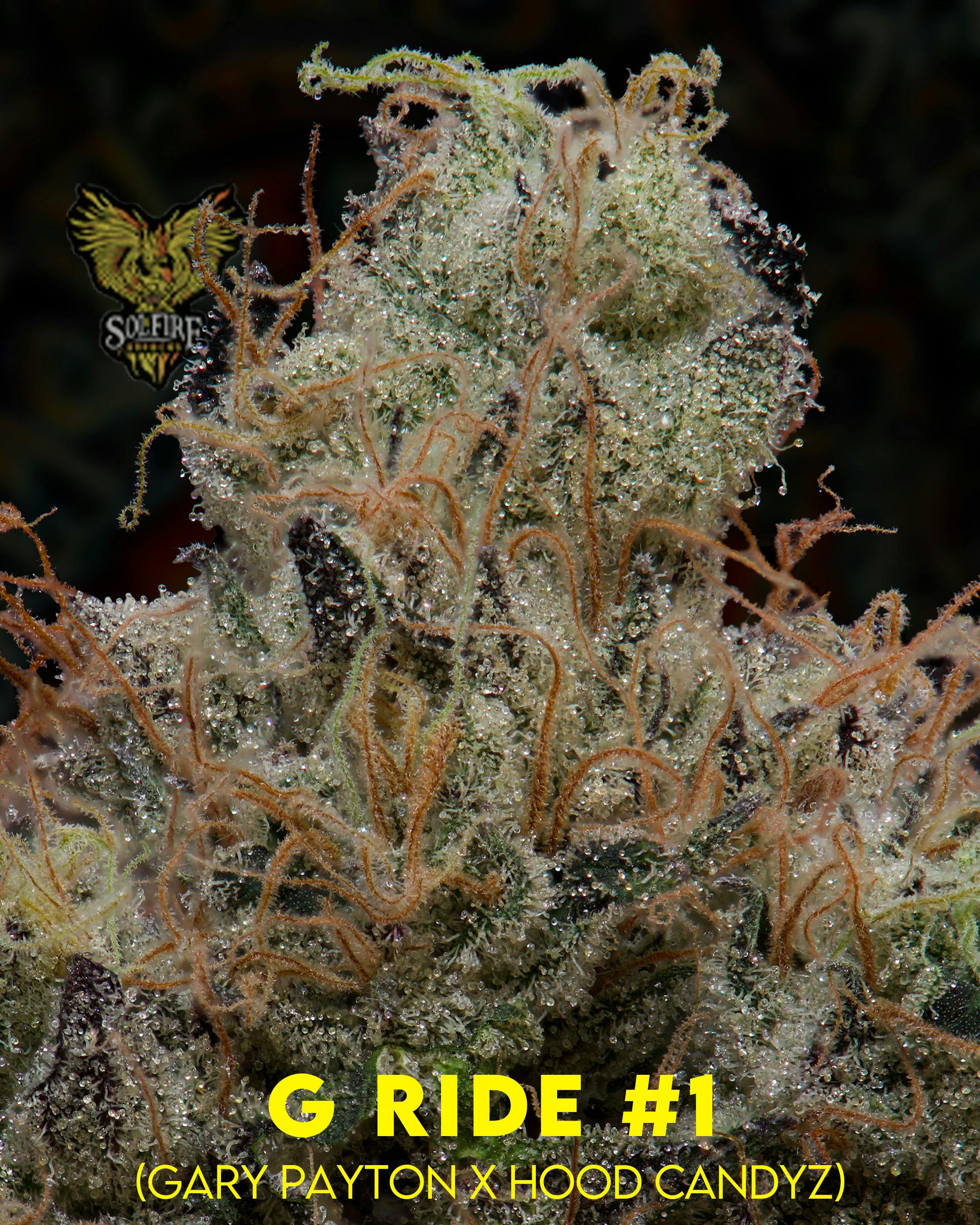 Flower: G-Ride - image 1