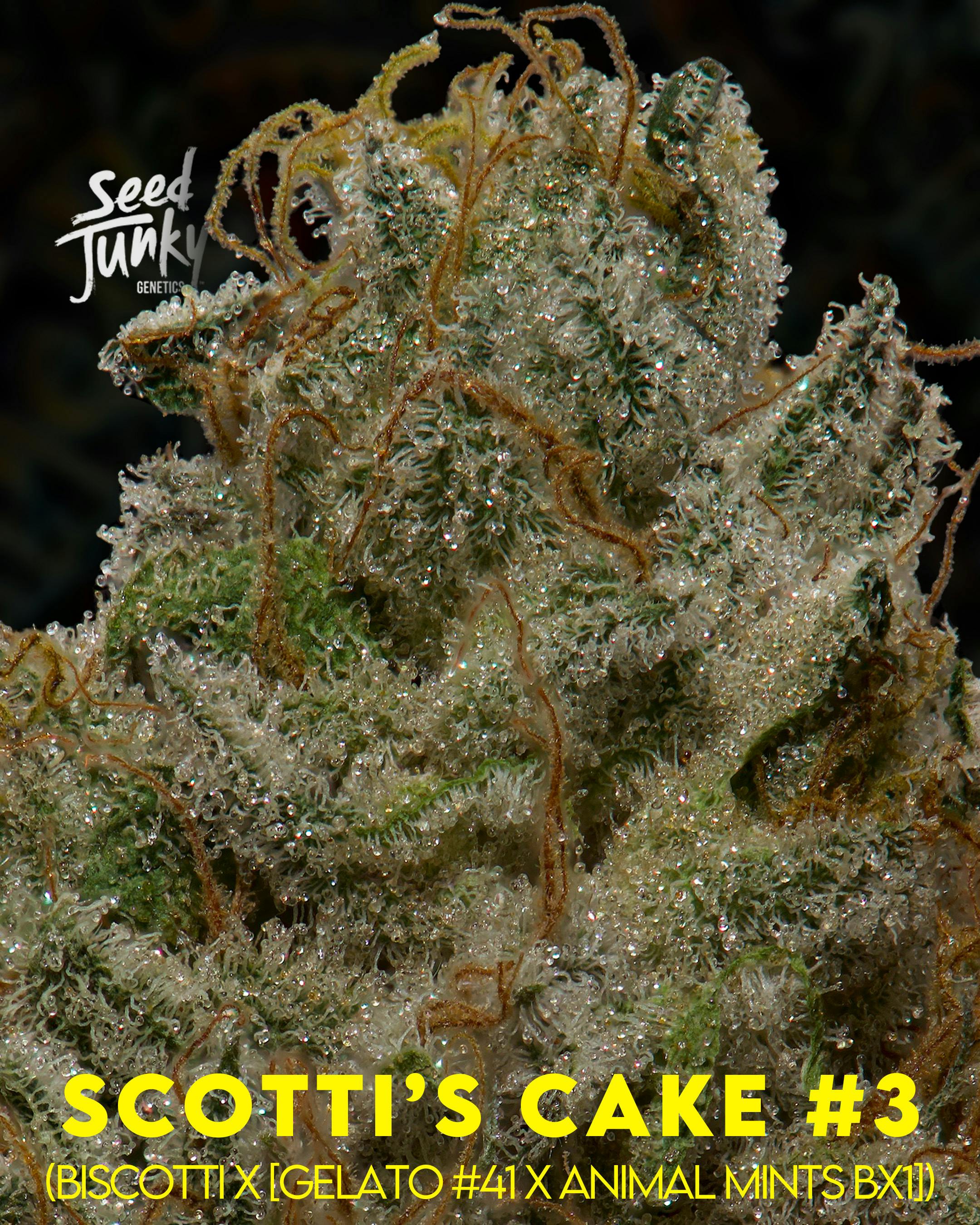 Flower: Scotti's Cake #3 - image 1