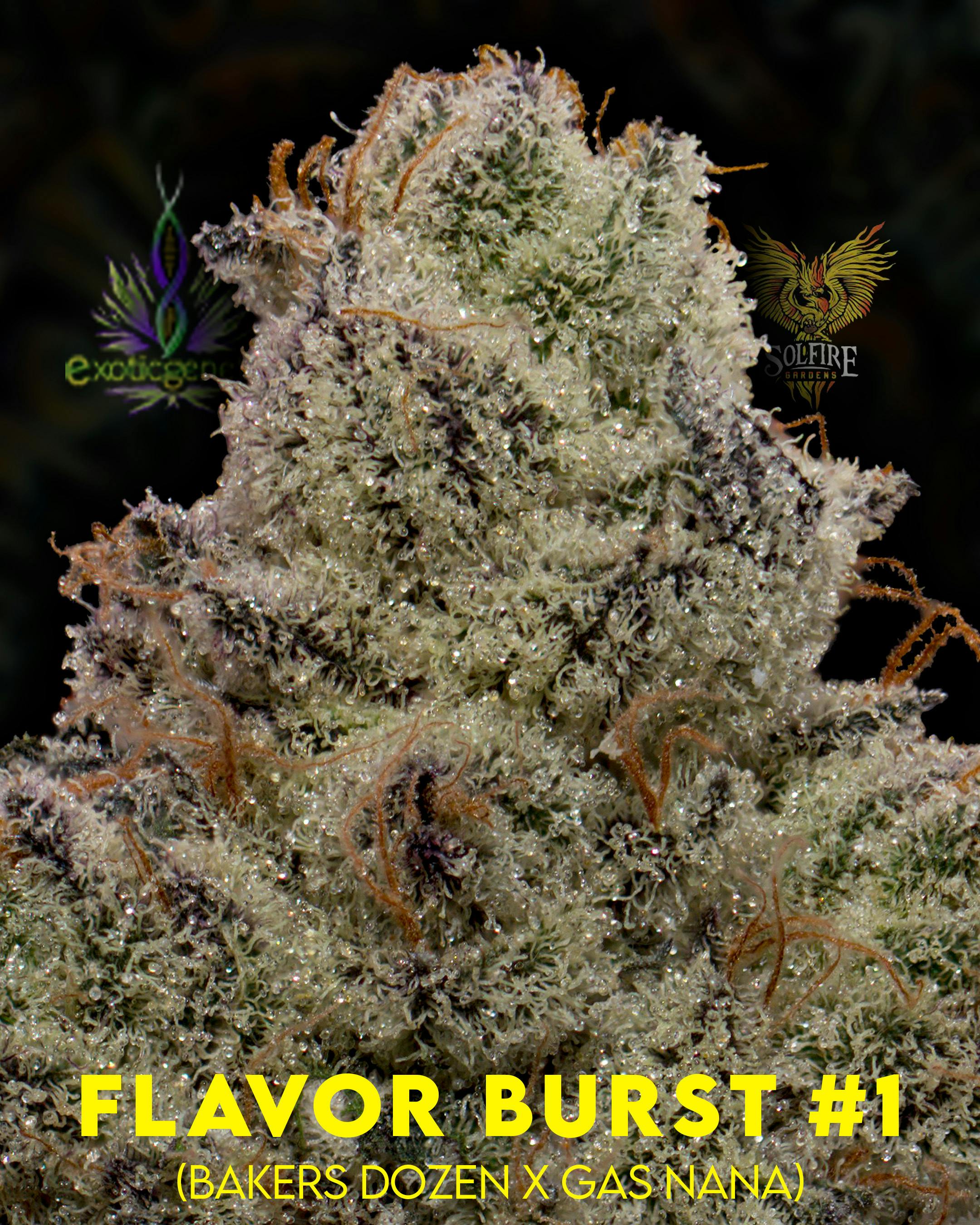 Flower: Flavor Burst # 1 - image 1