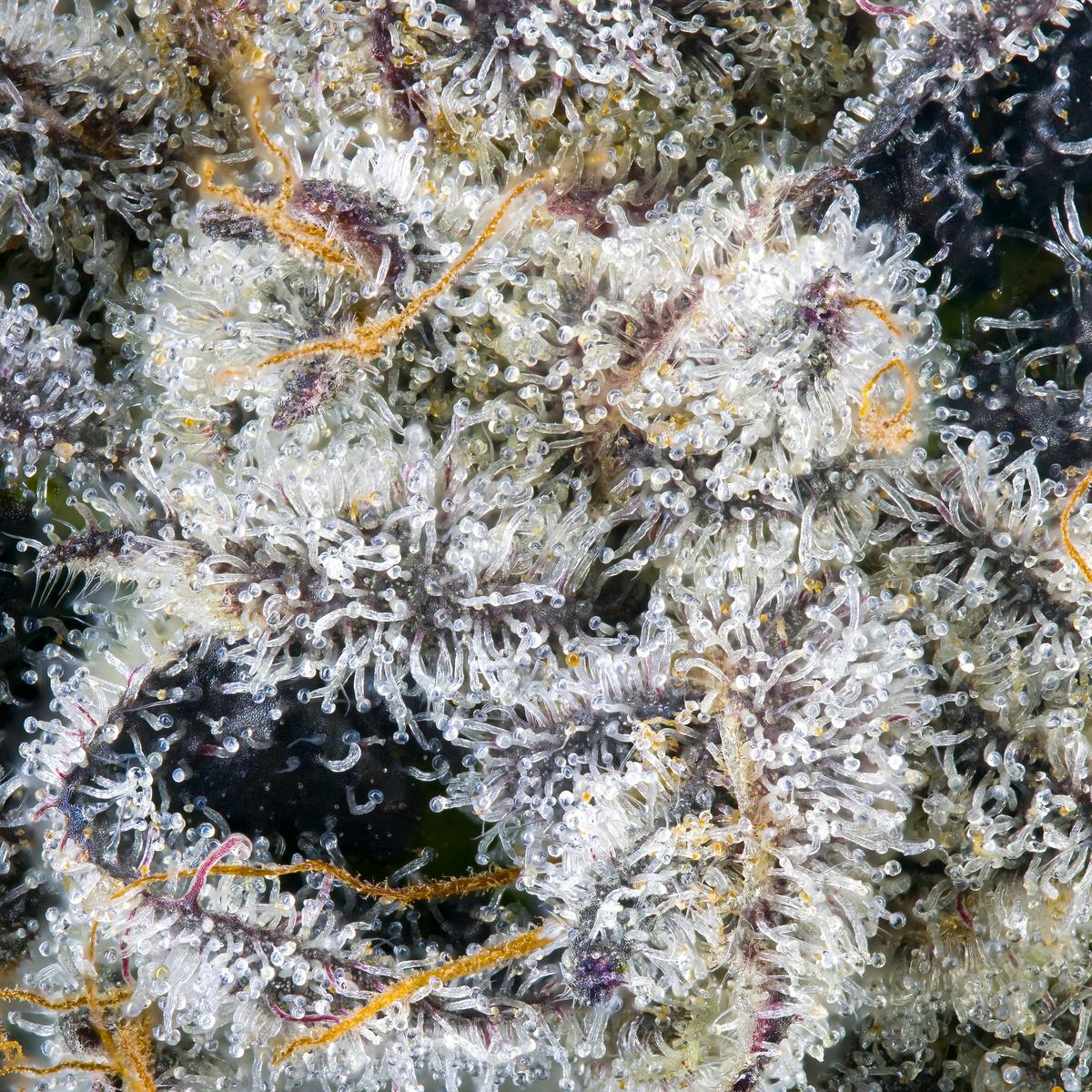 Paradiso Pre-Roll [1g] - image 8