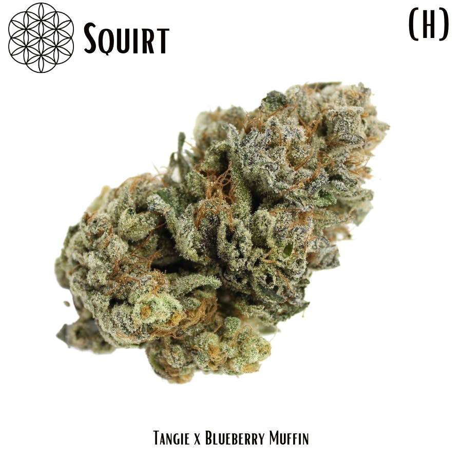 Squirt Flower - image 1