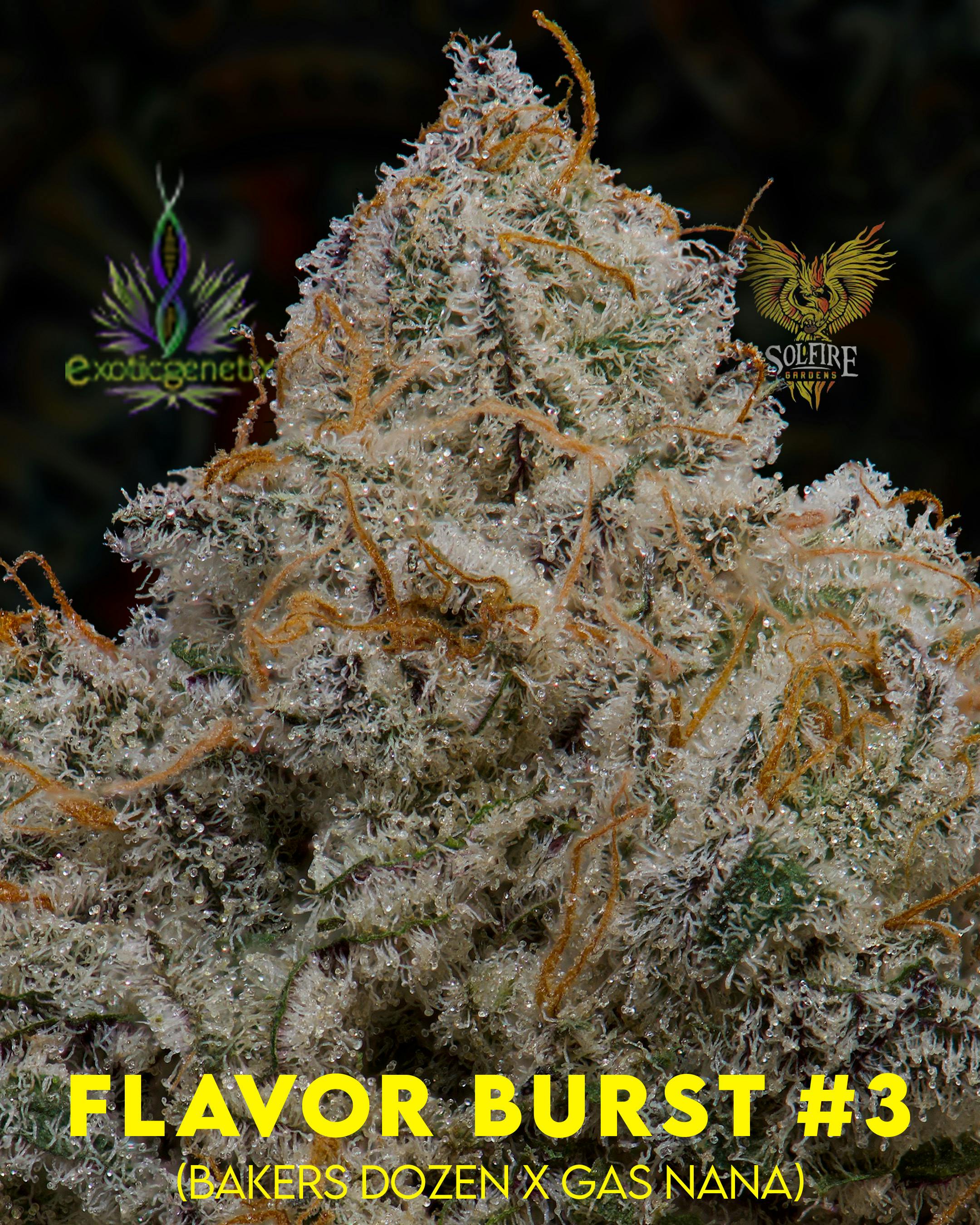 Flower: Flavor Burst #3 - image 1
