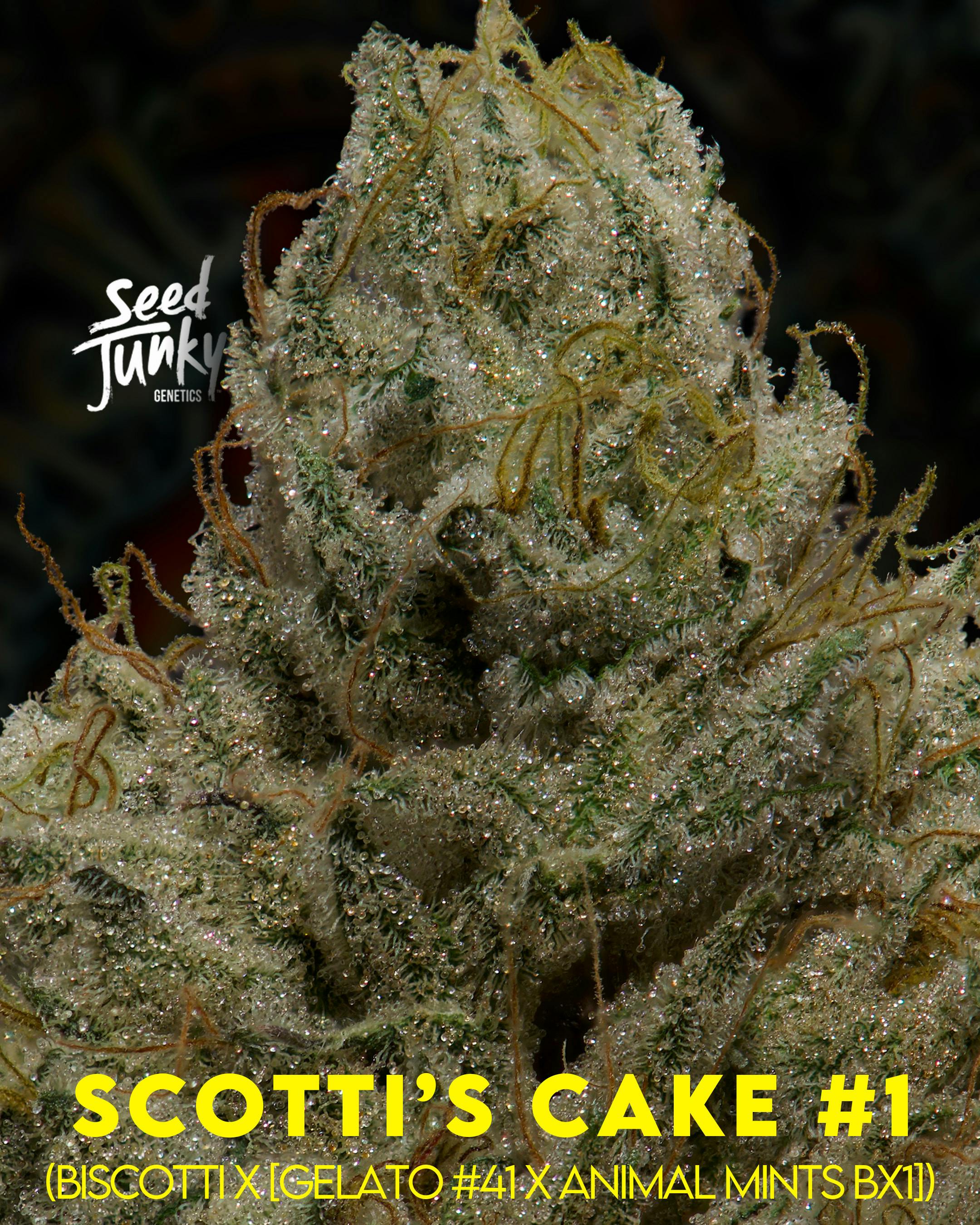 Flower: Scotti's Cake #1 - image 1
