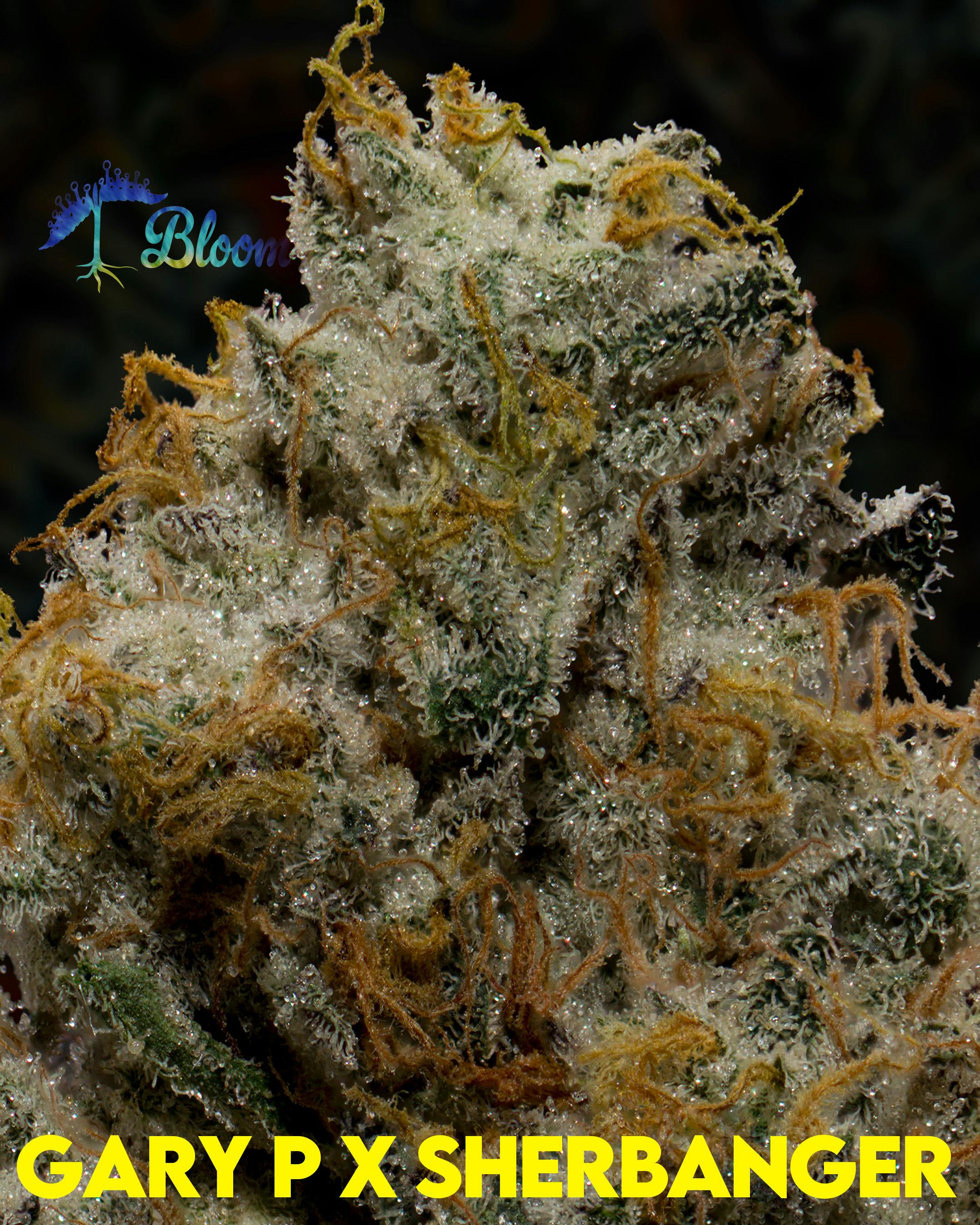 Flower: Gary Payton x Sherbanger - image 2