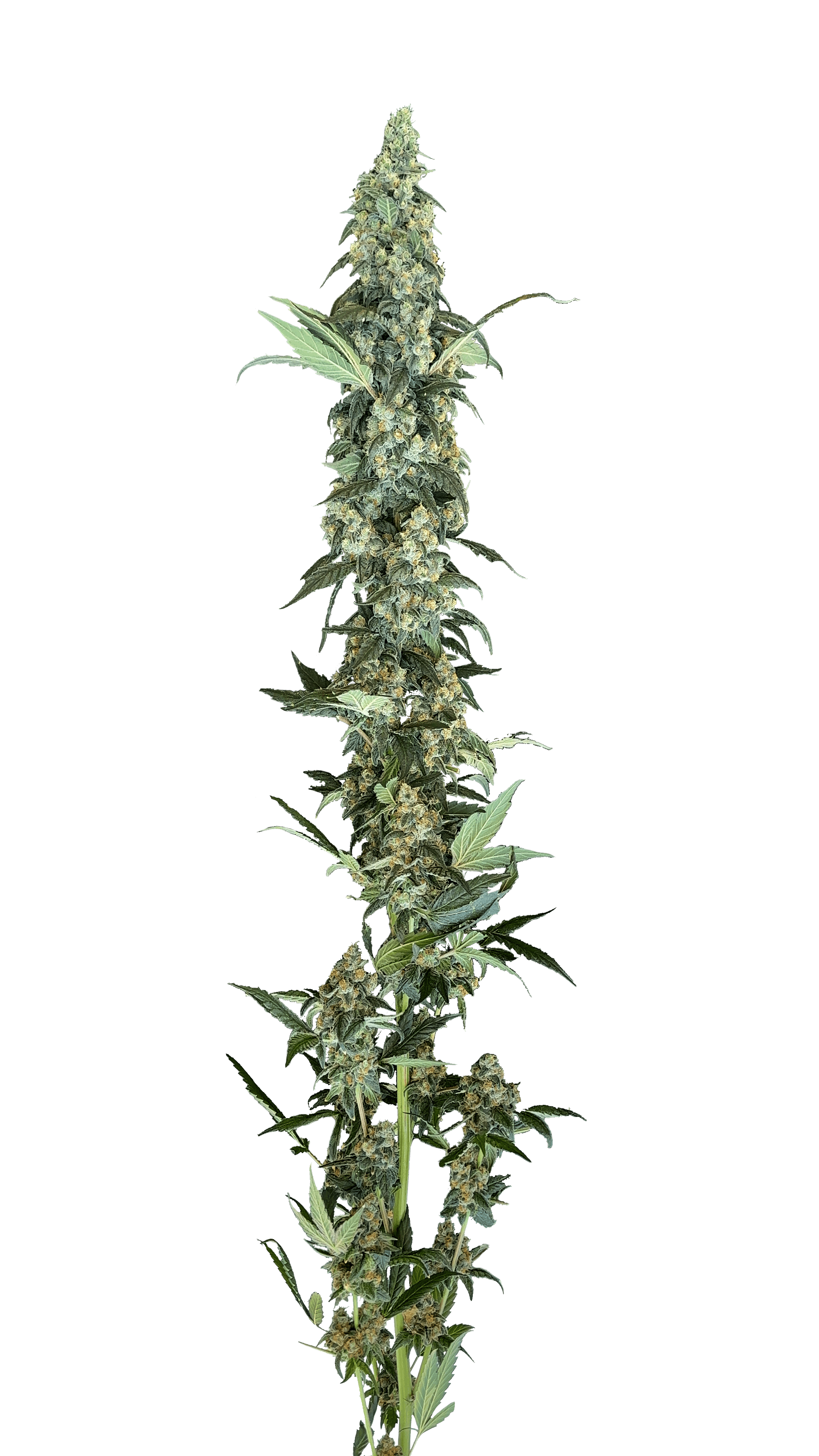 GMOSKI | BIG BUDS - image 2