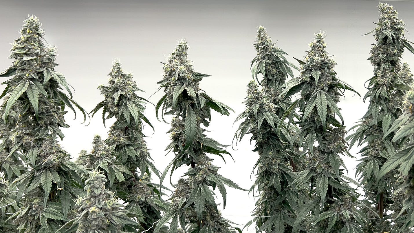 KUSH MINTS | BIG BUDS - image 3