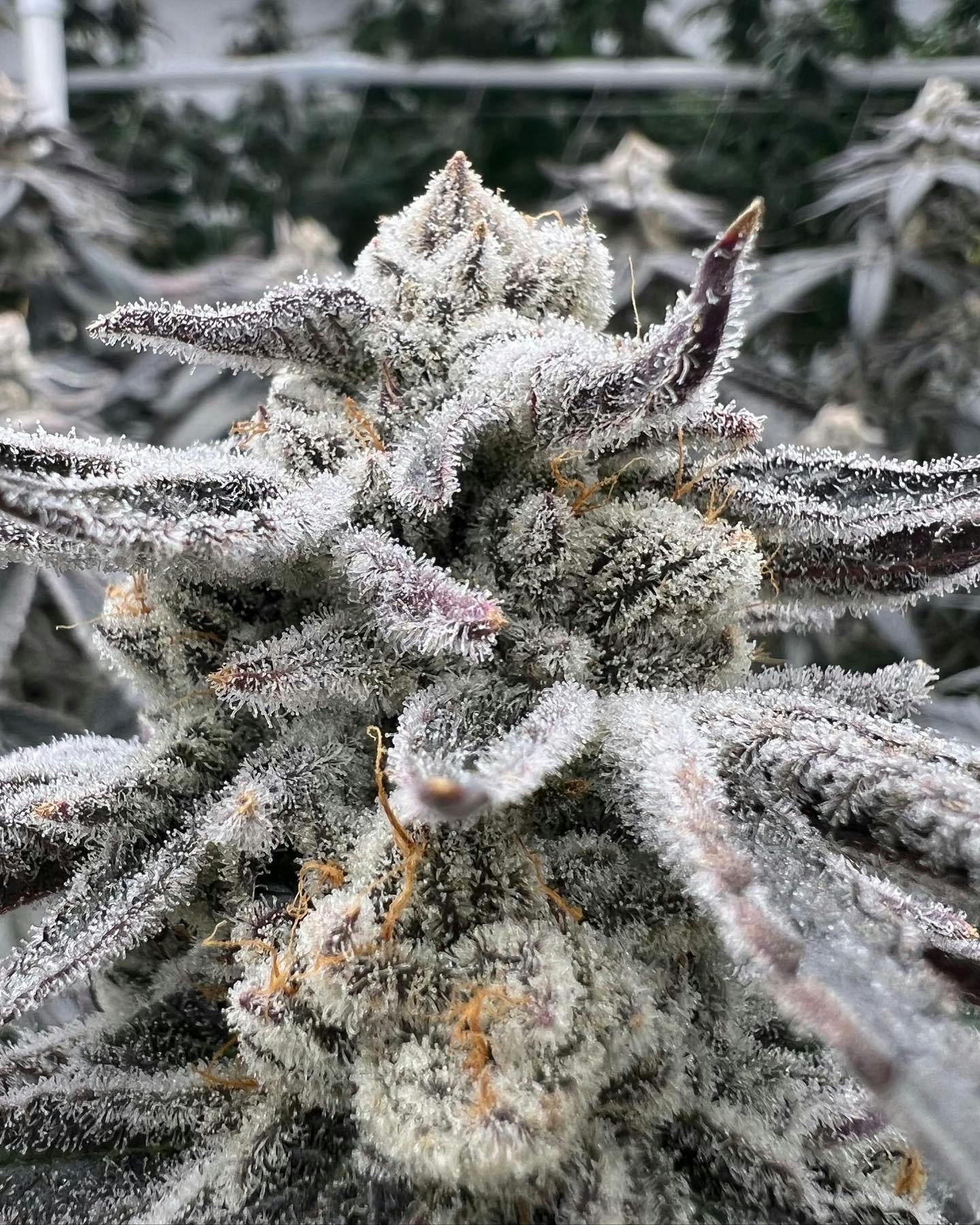 PURPLE PUNCH | BIG BUDS - image 2