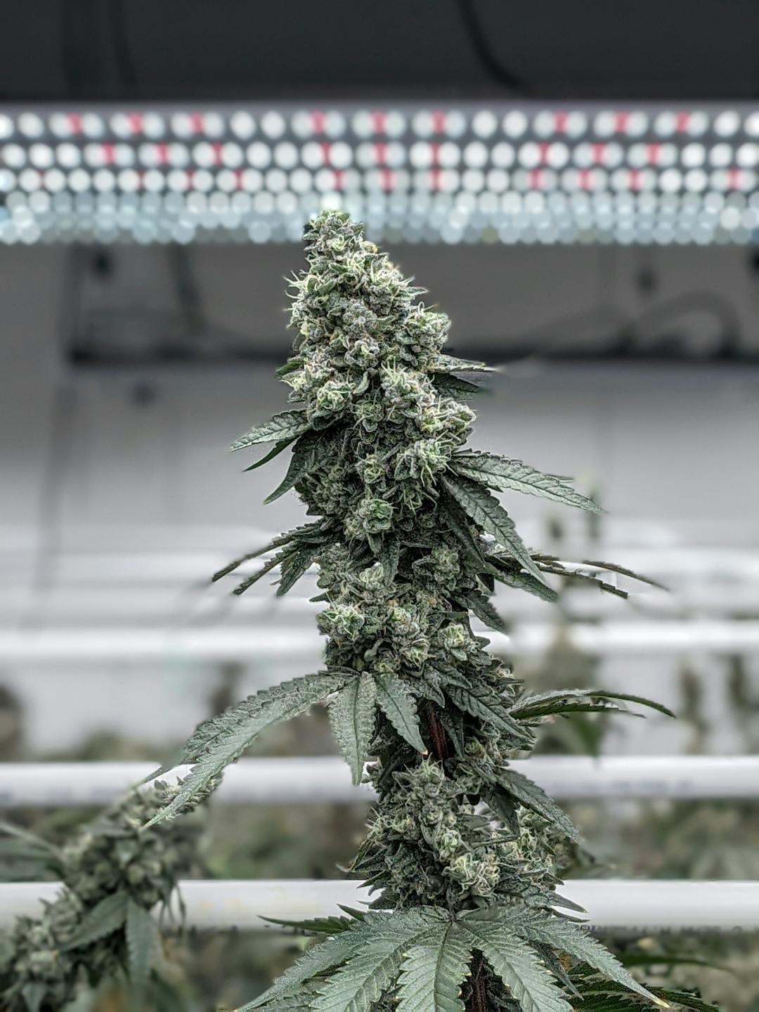 PYXY STYX | BIG BUDS - image 3