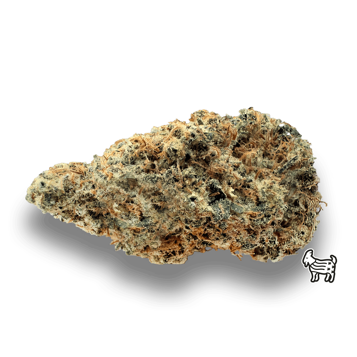 SACRED ASH - image 2