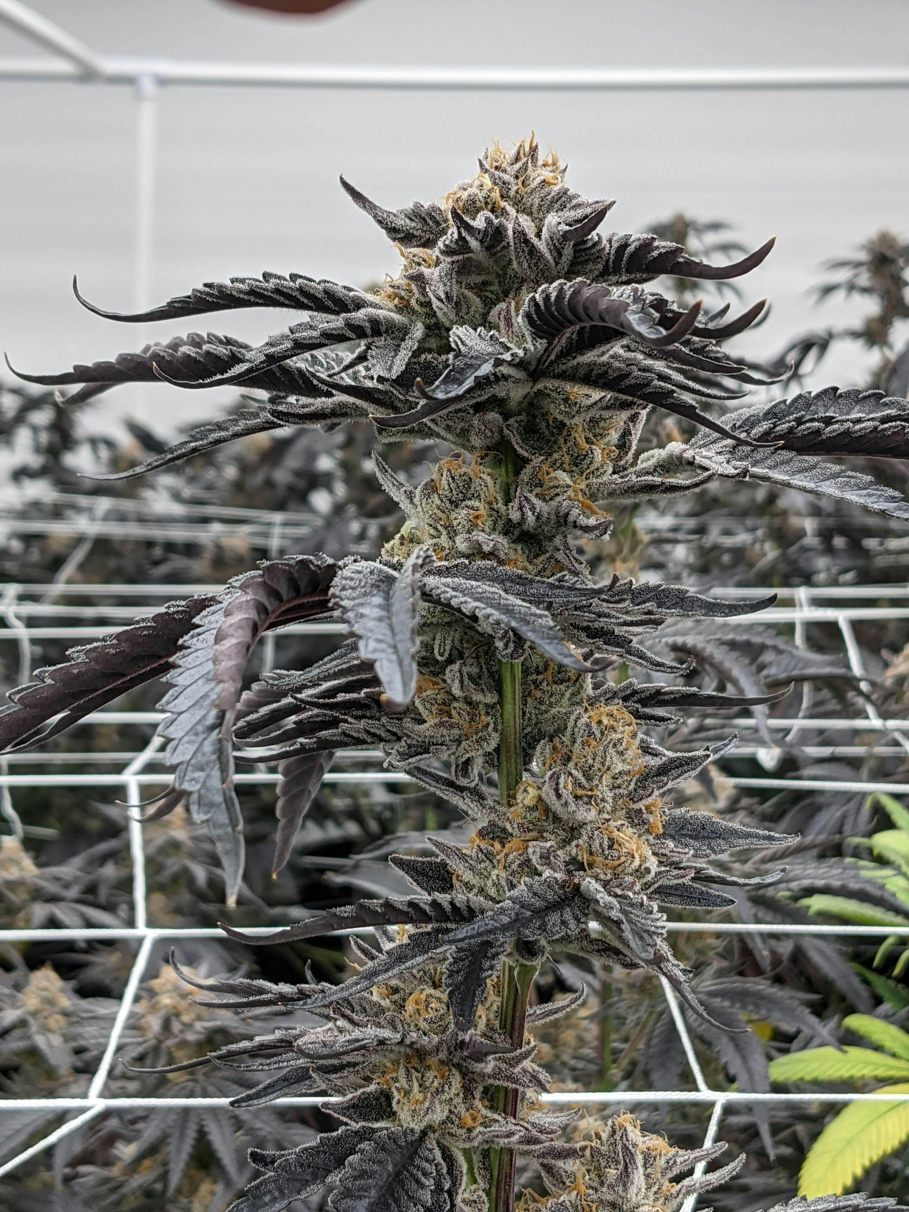 SUNDAE DRIVER | BIG BUDS - image 2