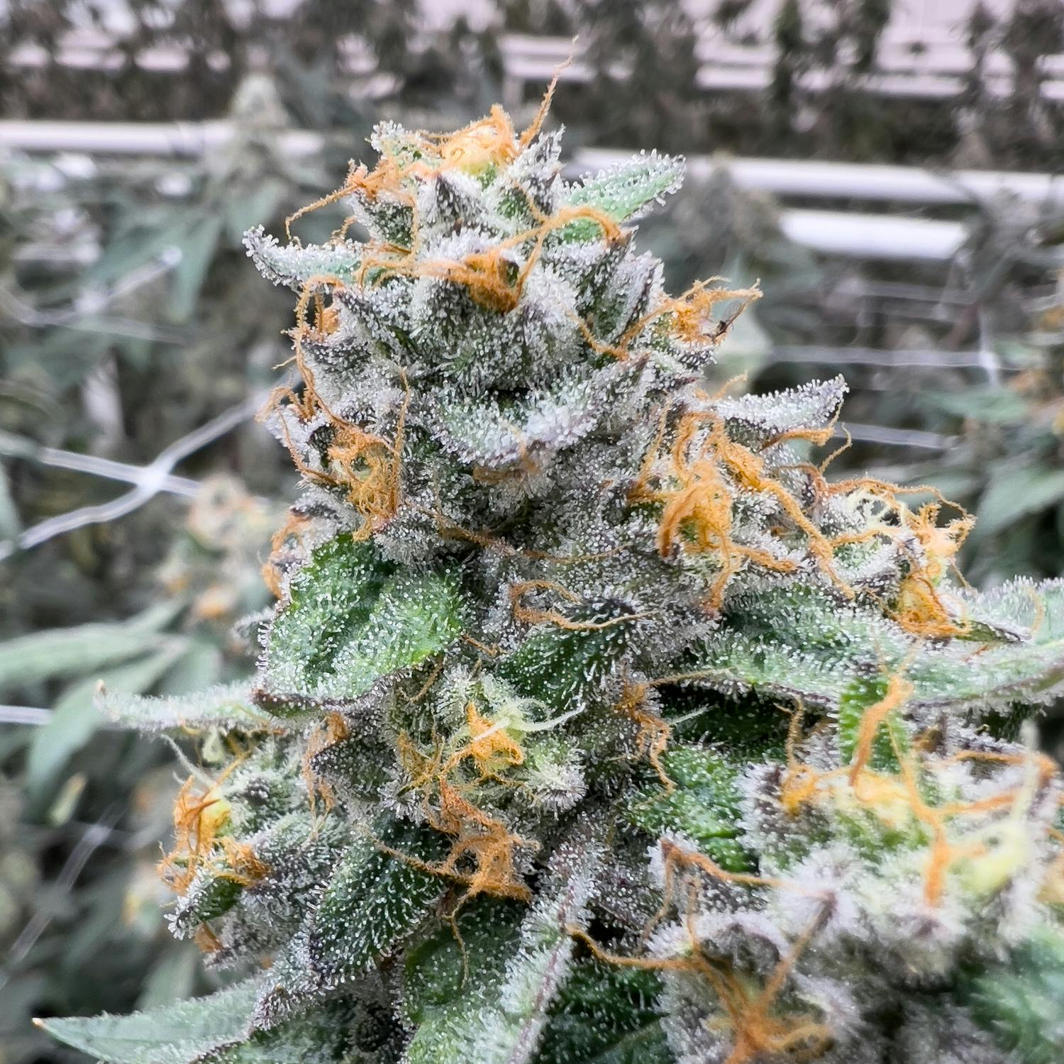 VANILLA FROSTY | BIG BUDS - image 2