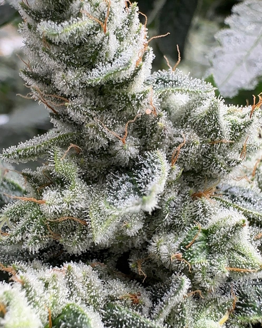 GG4 / ORIGINAL GLUE / GORILLA GLUE | BIG BUDS - image 2